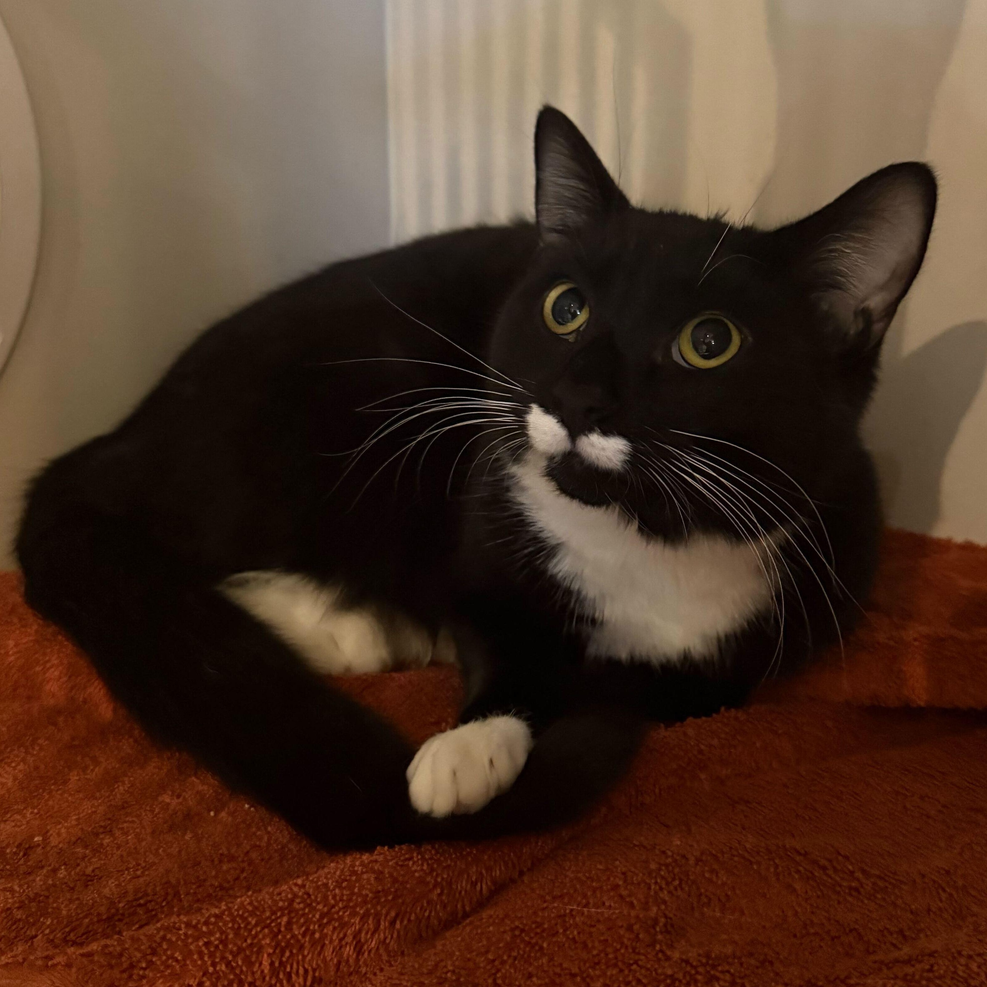 Enlarge Nicky Noodle , a ADOPTABLE Domestic Short Hair in East Brunswick, NJ image 3/6