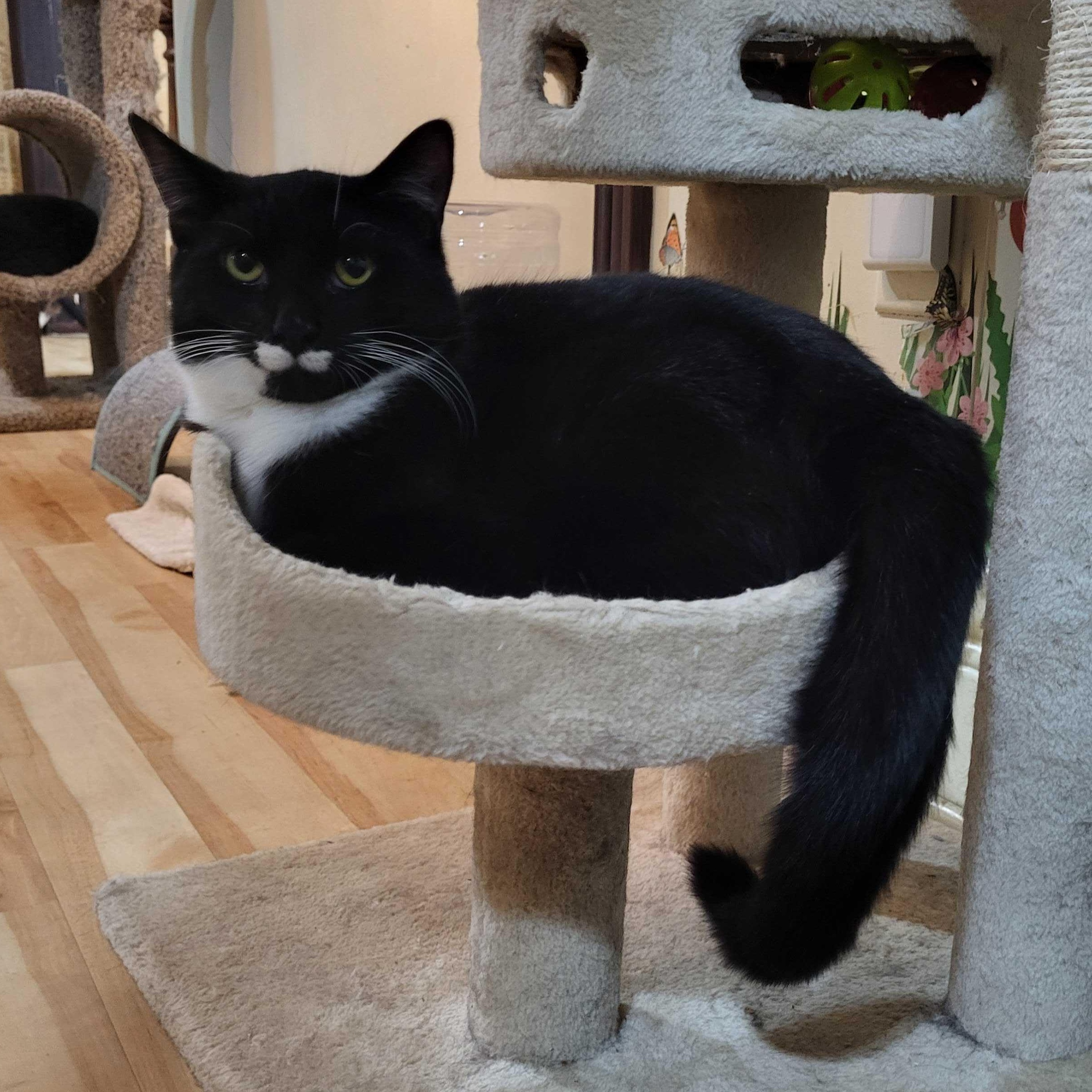 Enlarge Nicky Noodle , a ADOPTABLE Domestic Short Hair in East Brunswick, NJ image 2/6