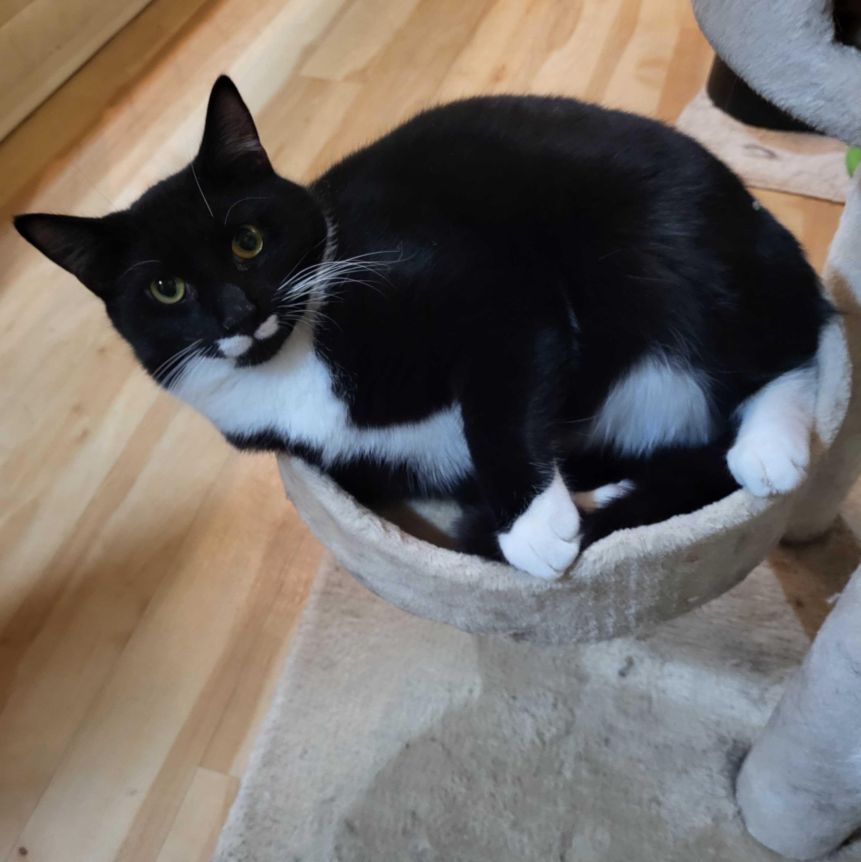 Nicky Noodle , ADOPTABLE, Young Male Domestic Short Hair.