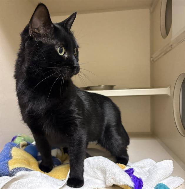 YALE, Adoptable, Adult Female Domestic Short Hair.