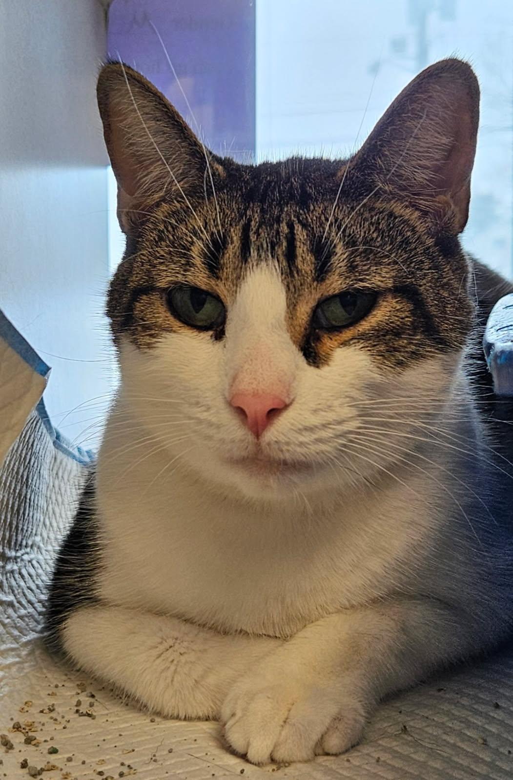 Sprocket, adopted, Adult Male Domestic Short Hair.