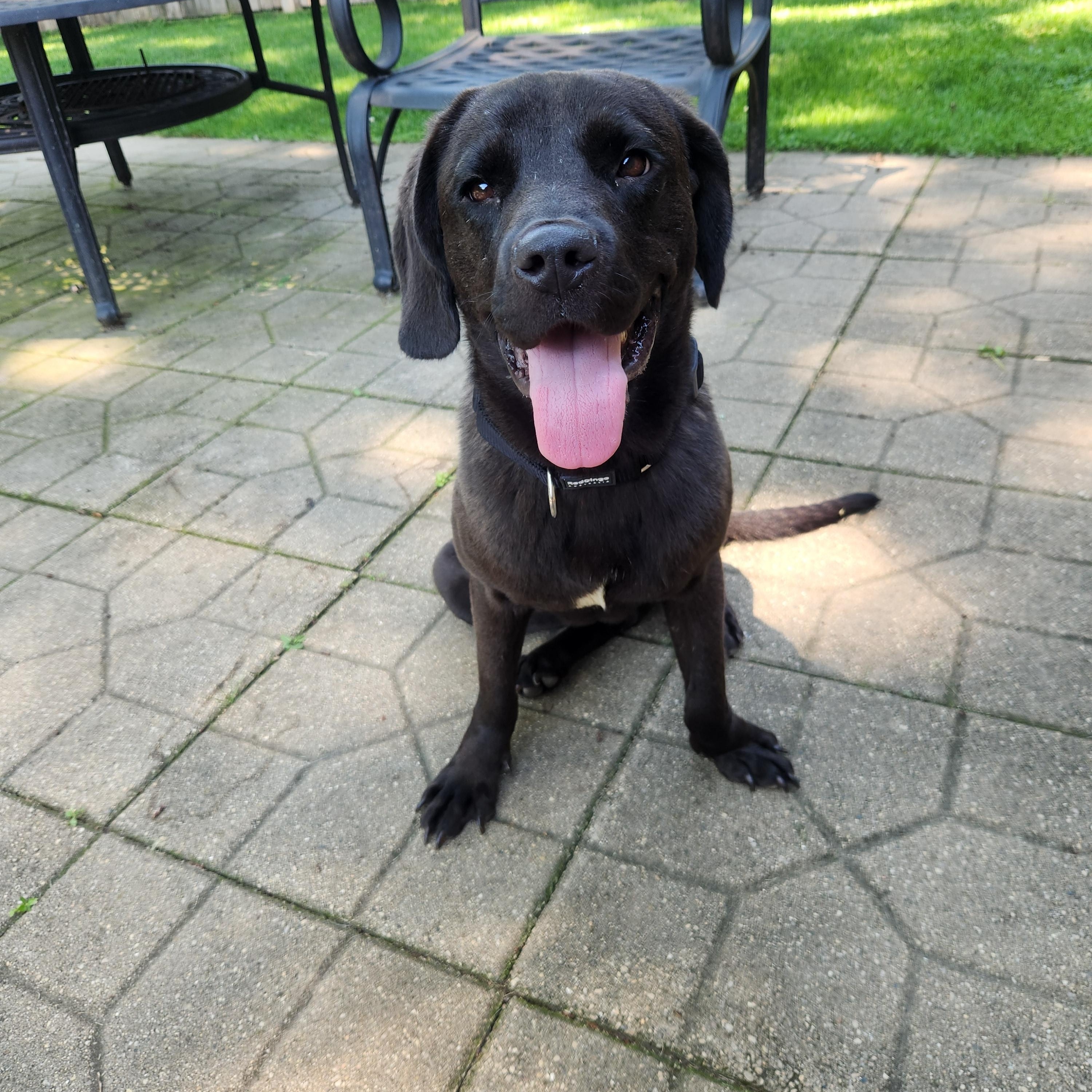 Crioa (Kree-Ah), Adoptable, Young Female Chocolate Labrador Retriever.