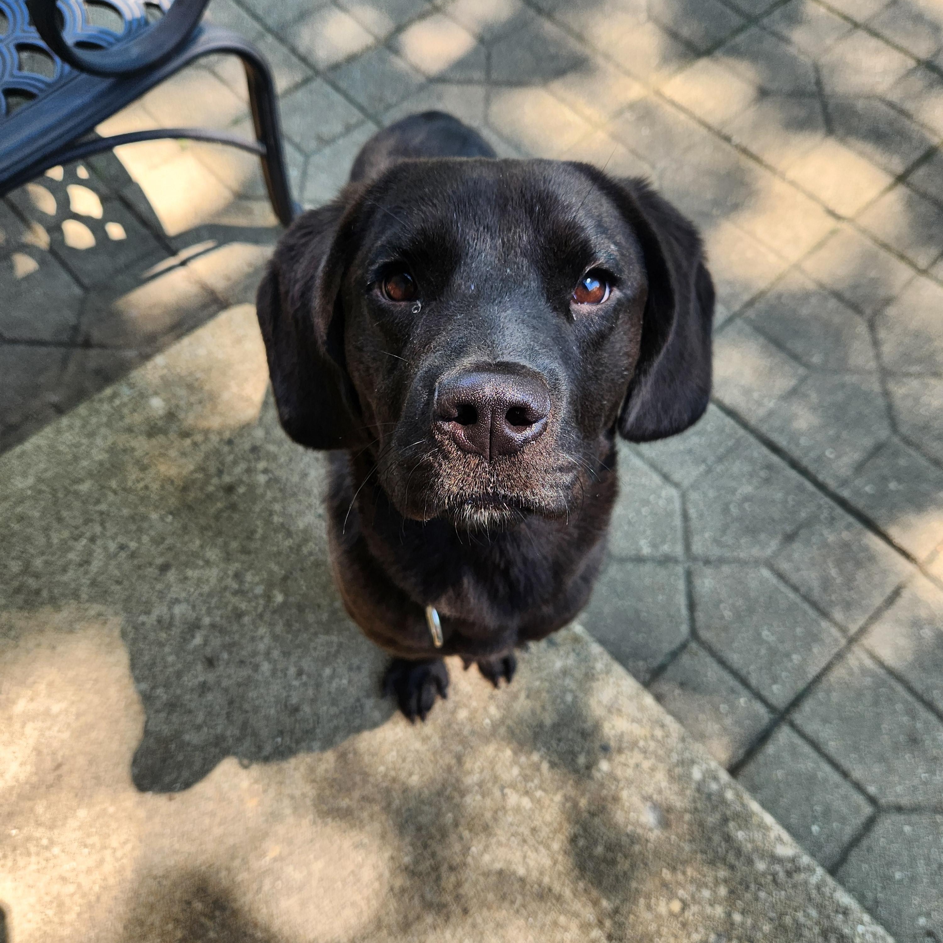 Enlarge Crioa (Kree-Ah), a Adoptable Chocolate Labrador Retriever in McHenry, IL image 2/6