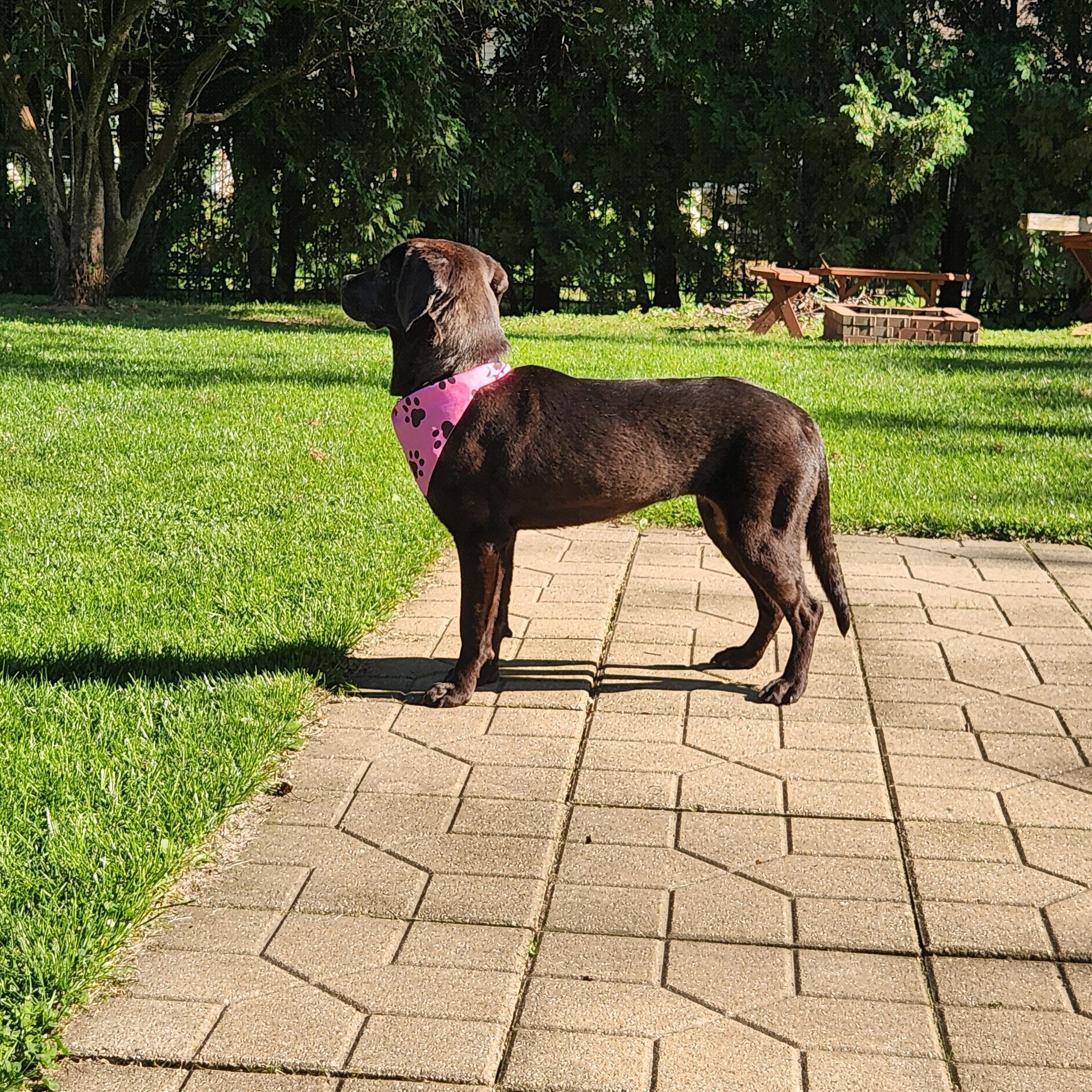 Enlarge Crioa (Kree-Ah), a Adoptable Chocolate Labrador Retriever in McHenry, IL image 5/6