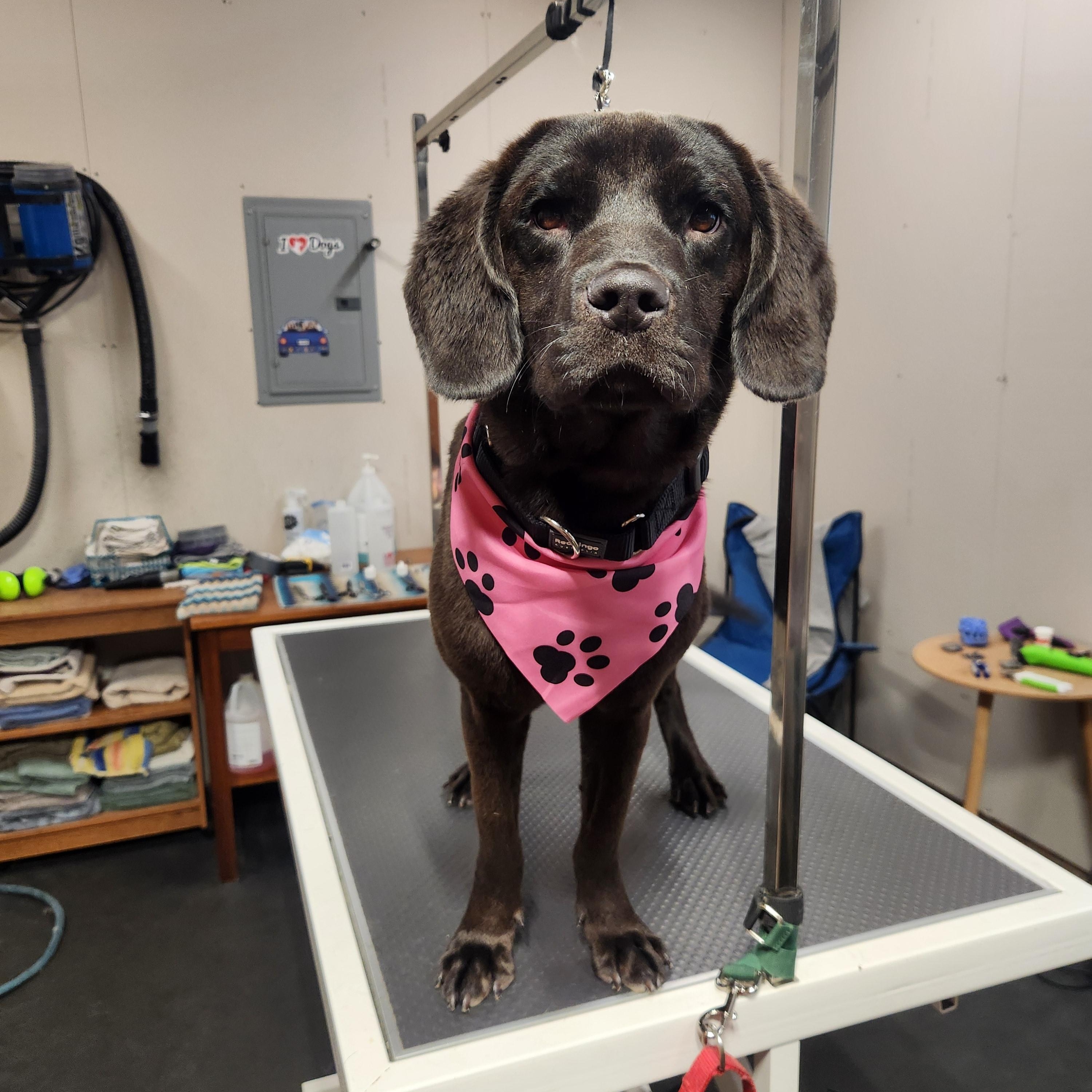 Enlarge Crioa (Kree-Ah), a Adoptable Chocolate Labrador Retriever in McHenry, IL image 4/6