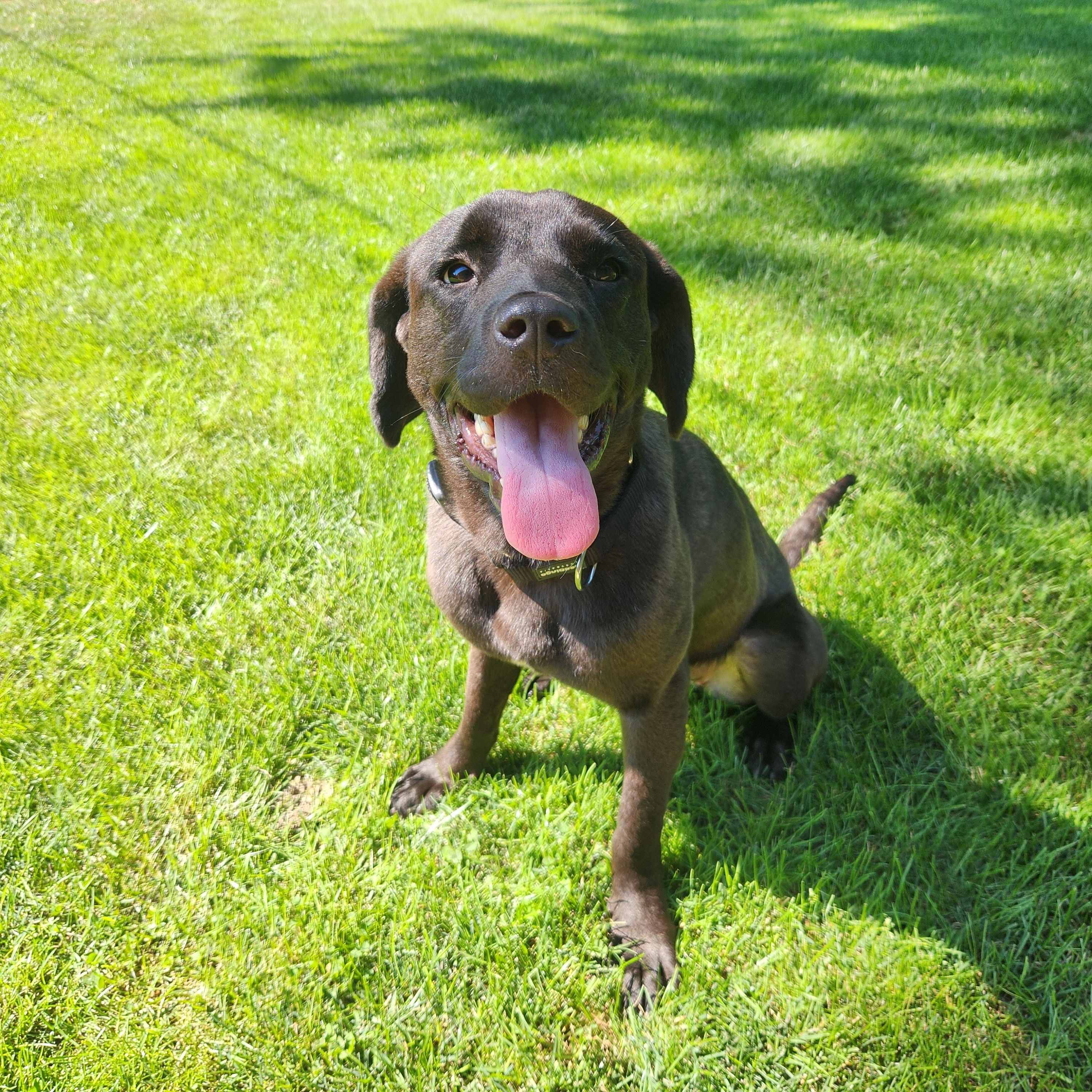 Enlarge Crioa (Kree-Ah), a Adoptable Chocolate Labrador Retriever in McHenry, IL image 3/6
