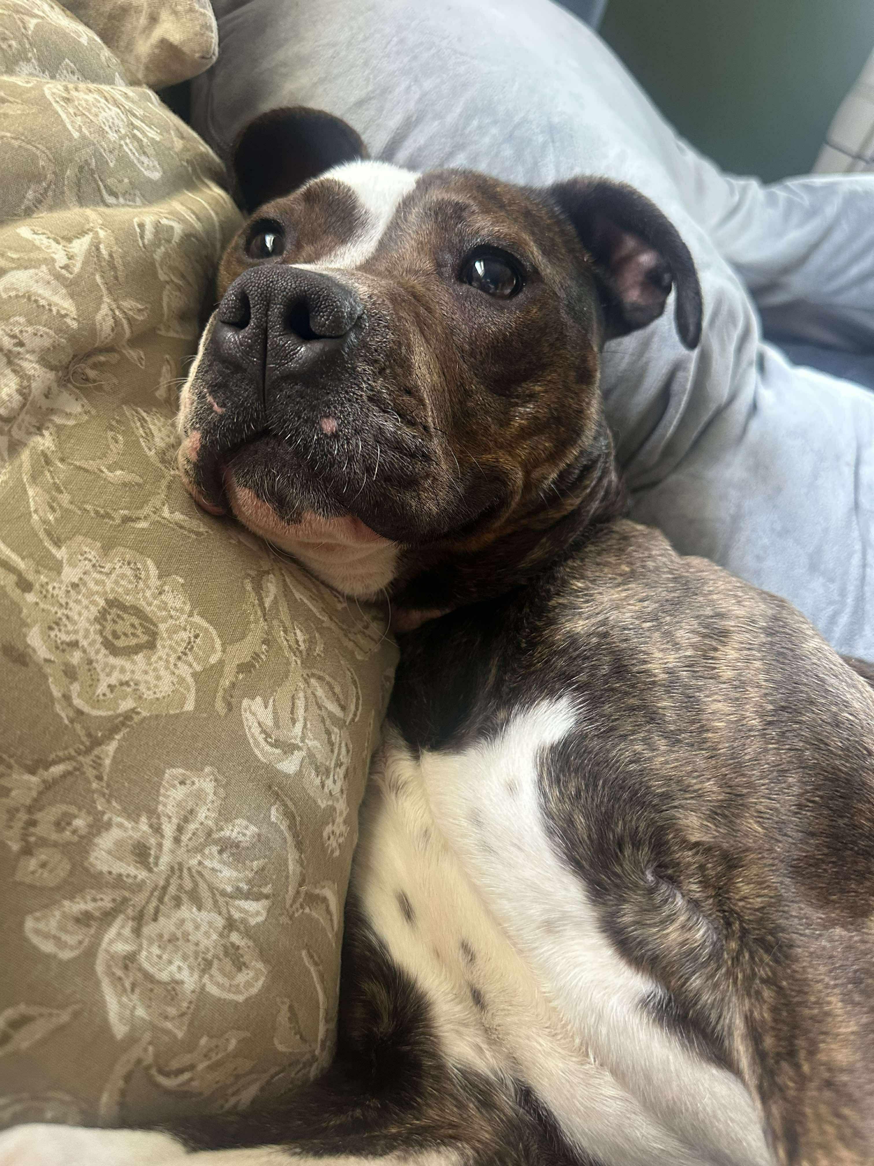 Enlarge Ruby, a Adoptable mixed breed in Roachdale, IN image 2/6