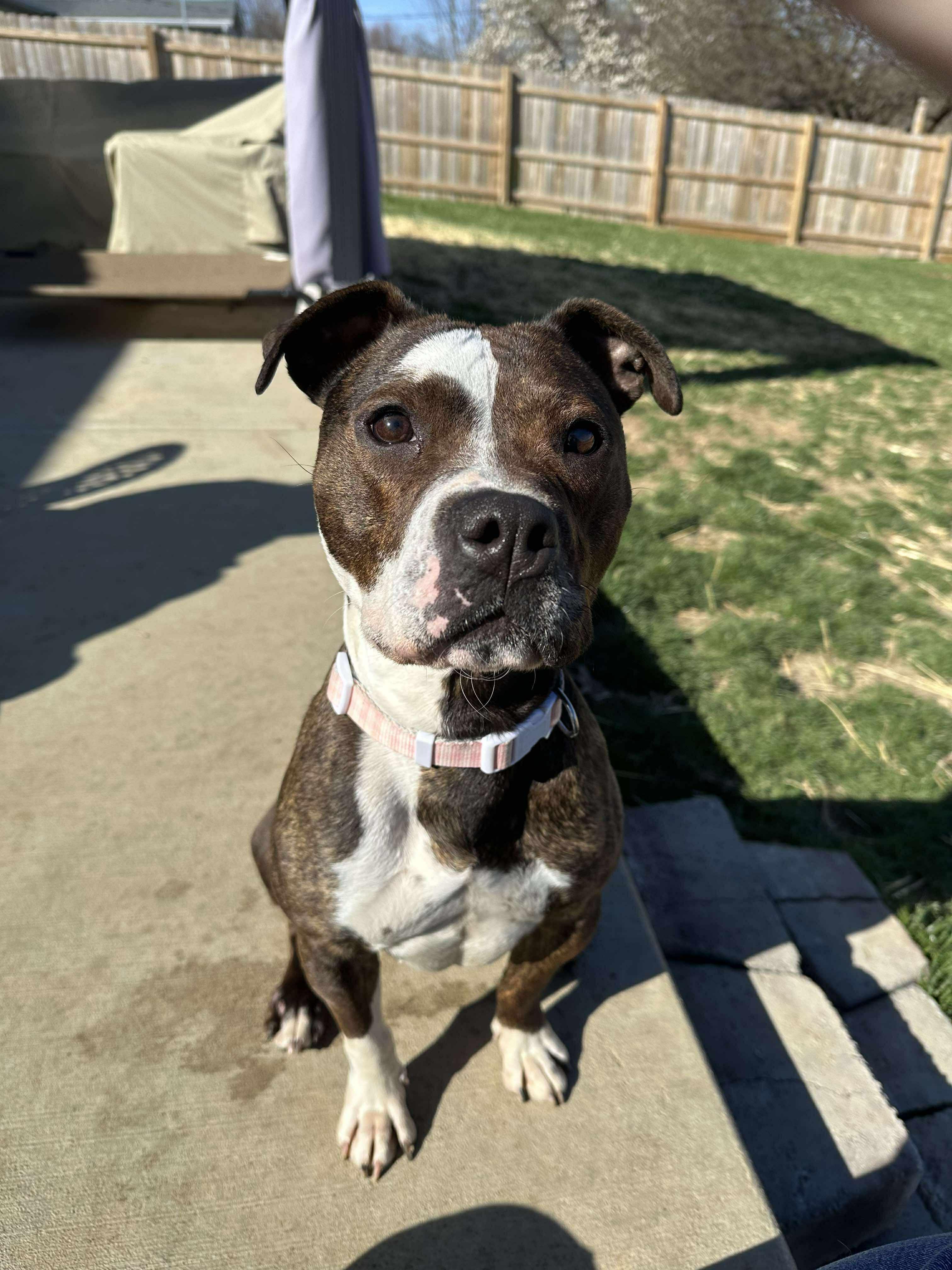 Ruby, Adoptable, Young Female Pit Bull Terrier.