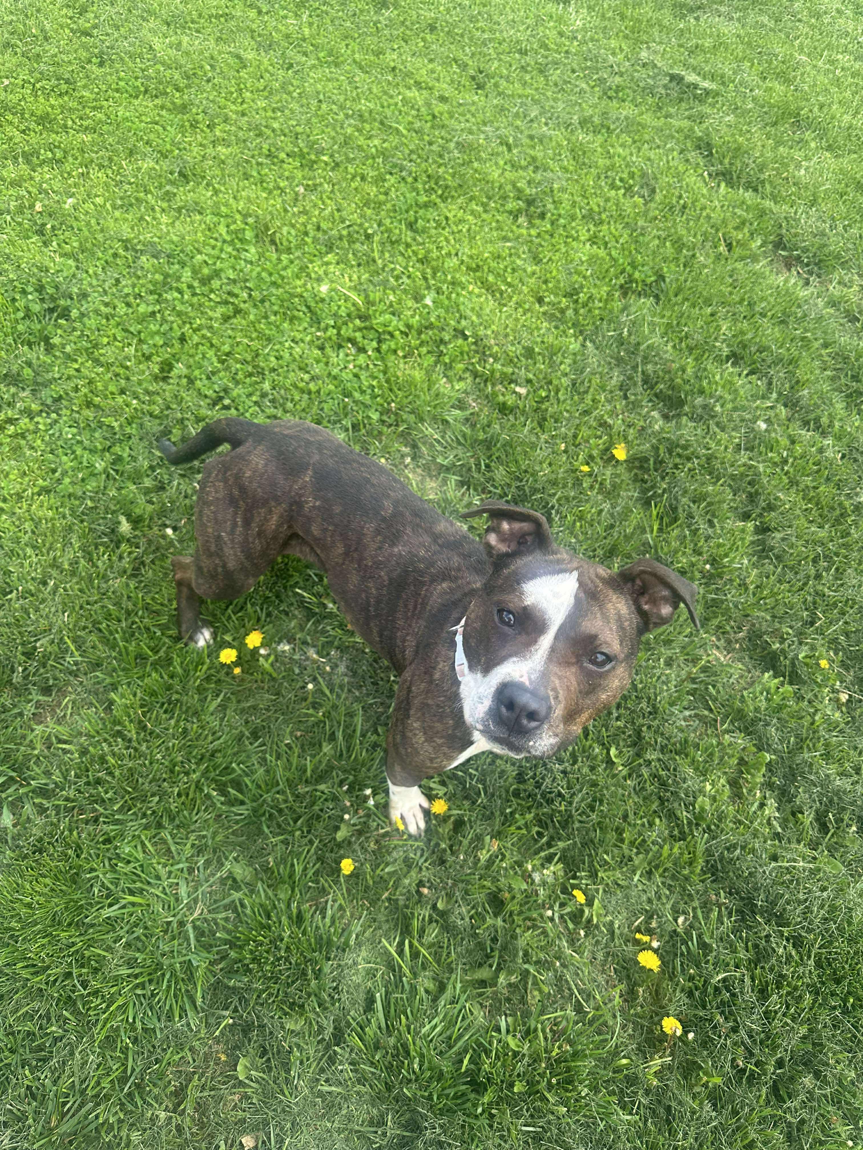 Enlarge Ruby, a Adoptable mixed breed in Roachdale, IN image 3/6
