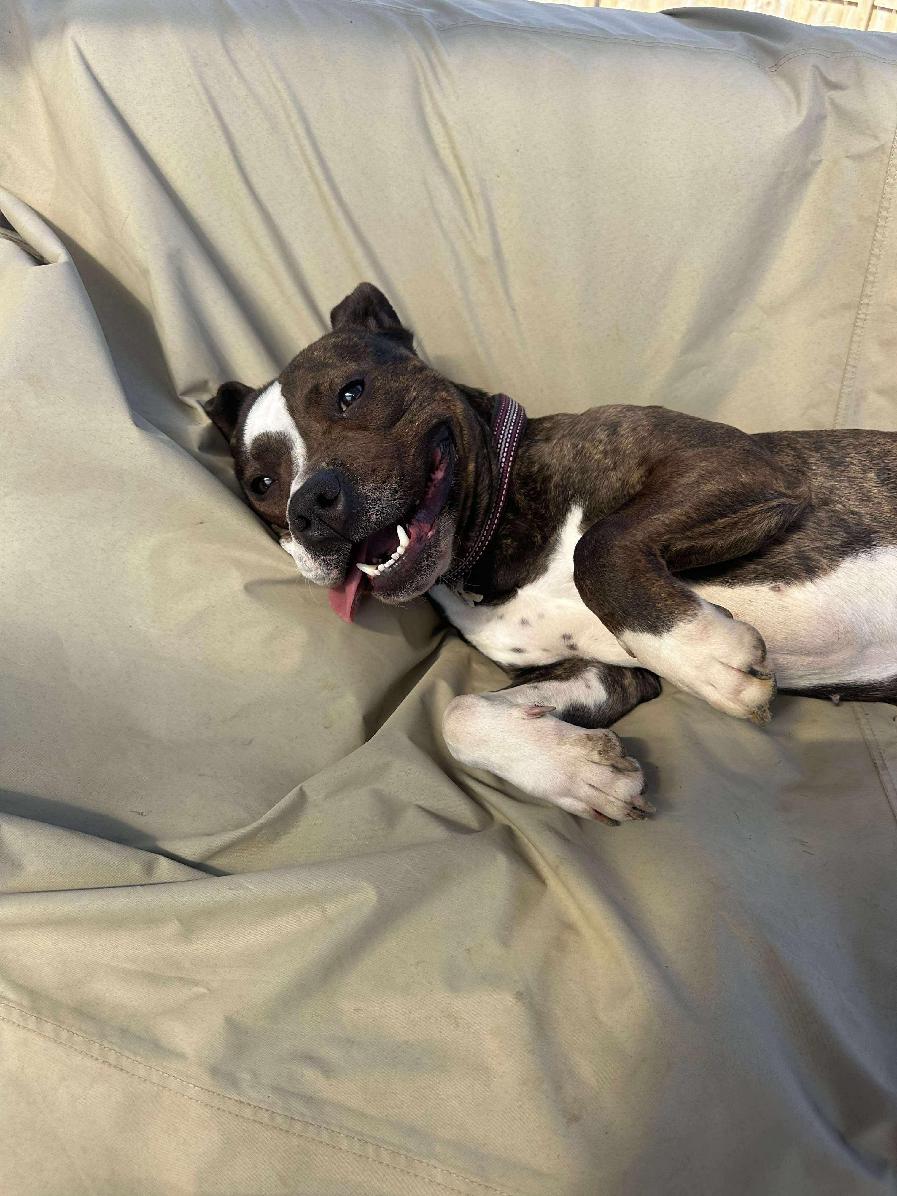 Enlarge Ruby, a Adoptable mixed breed in Roachdale, IN image 4/6