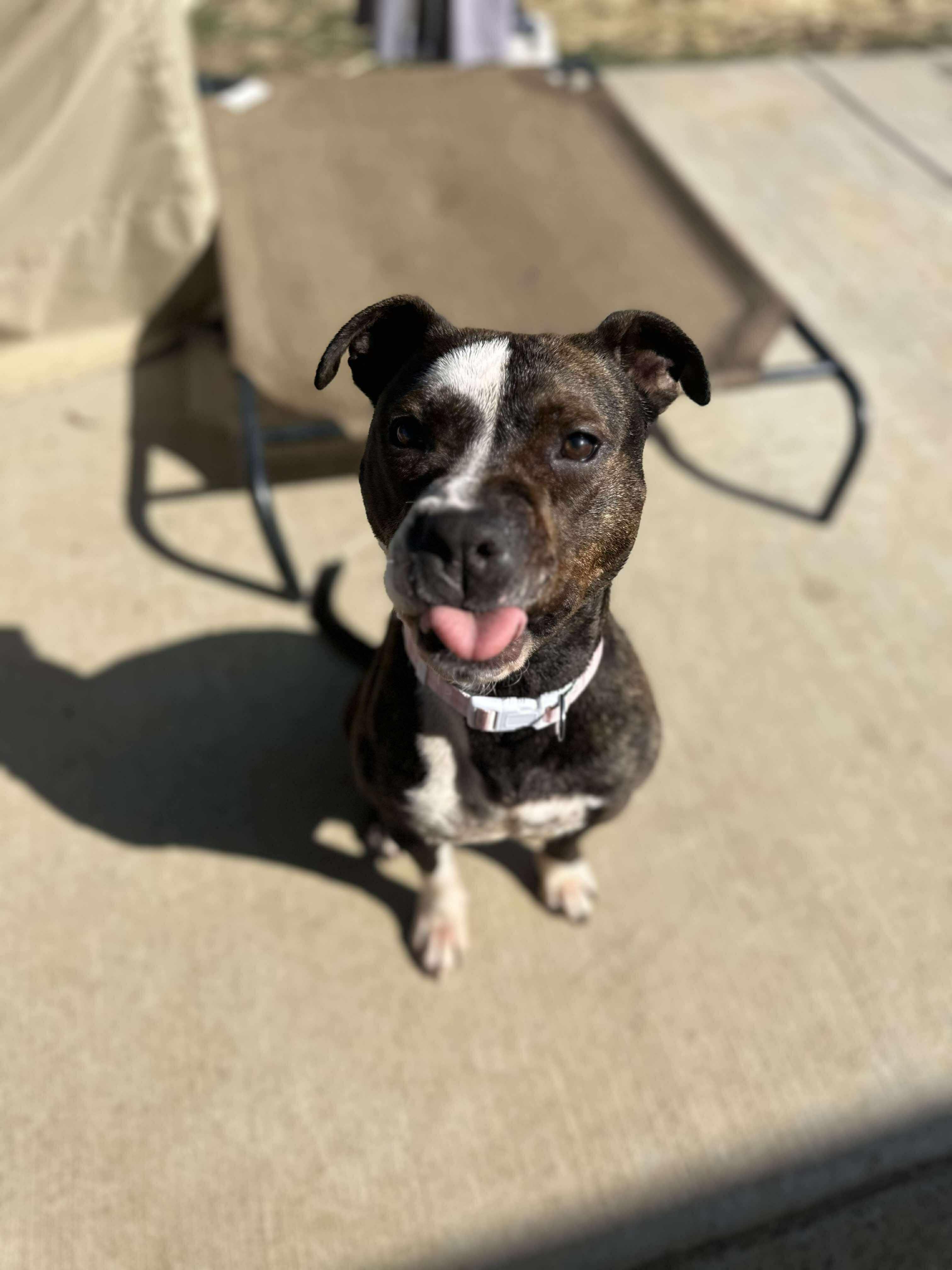 Enlarge Ruby, a Adoptable mixed breed in Roachdale, IN image 5/6