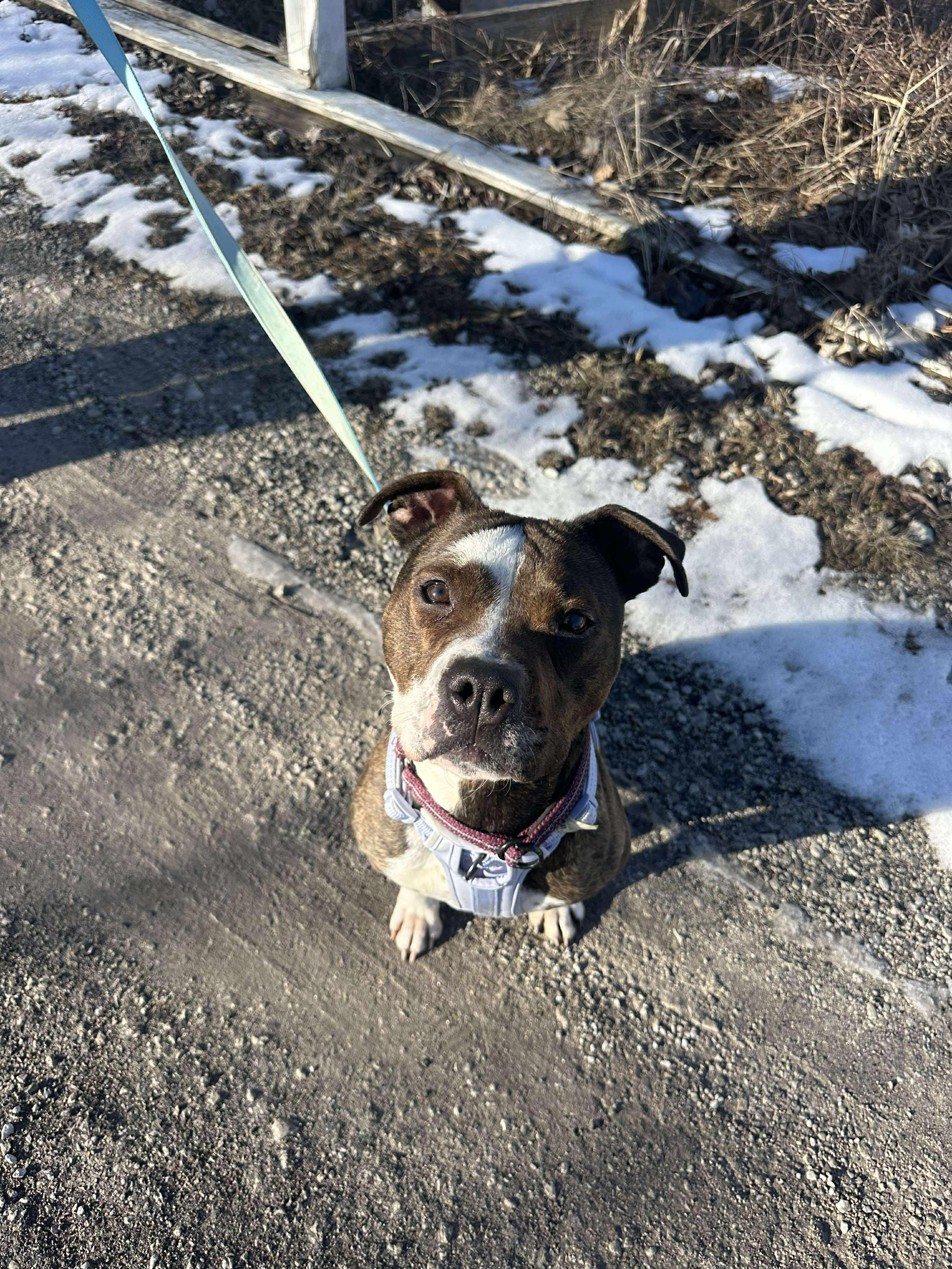 Enlarge Ruby, a Adoptable mixed breed in Roachdale, IN image 6/6