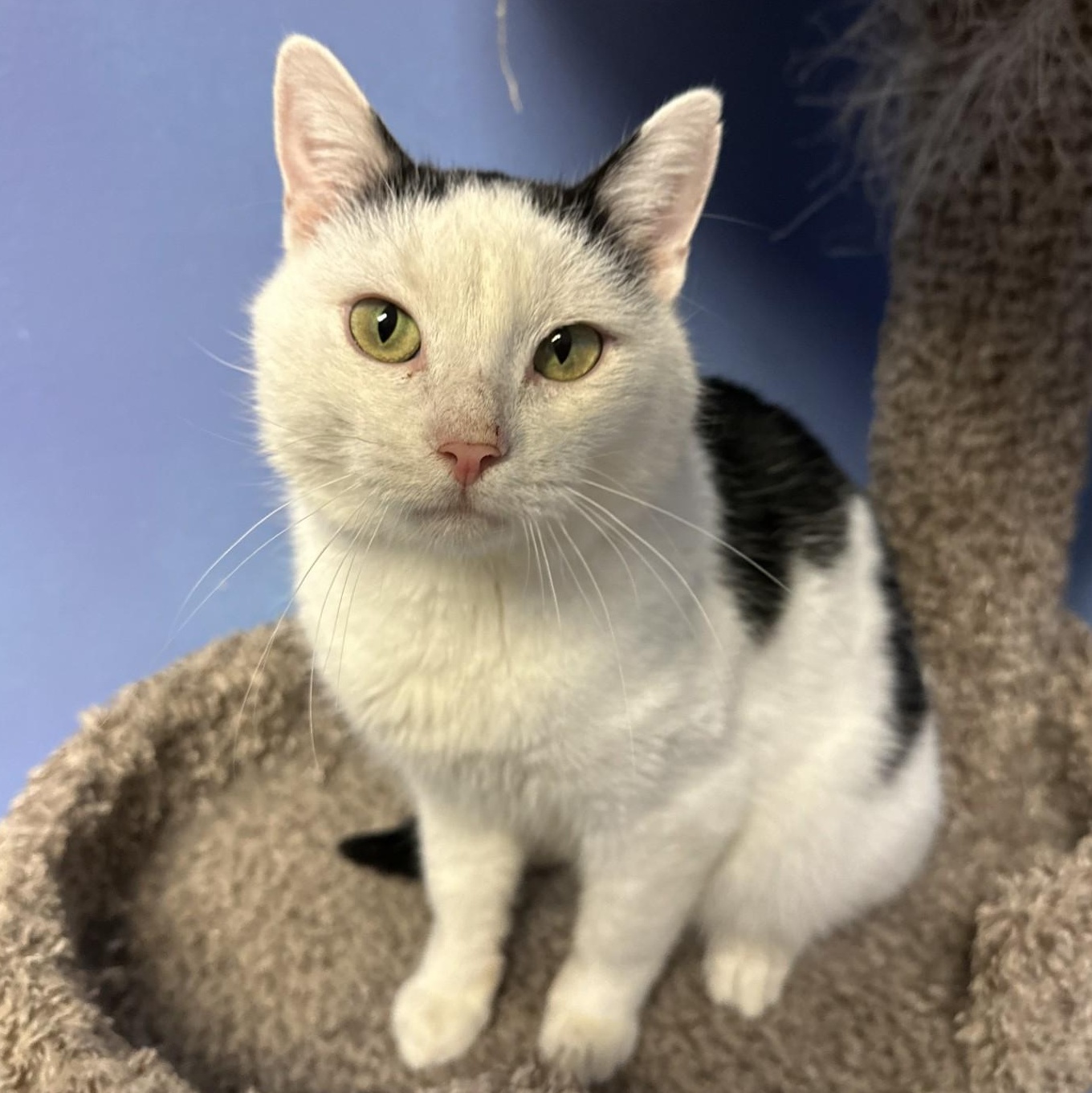 Sleepy Hollow, a Adoptable Domestic Short Hair in Brookings, SD image 1/2