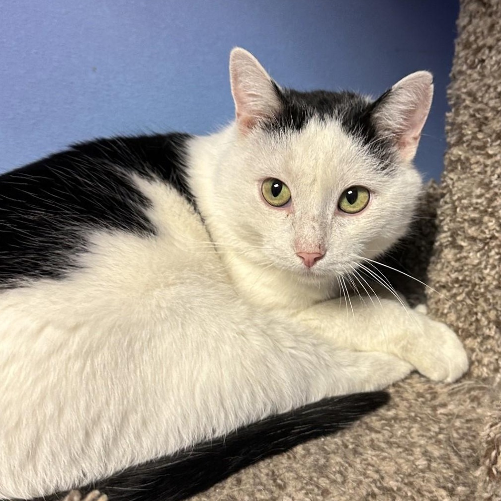 Sleepy Hollow, a Adoptable Domestic Short Hair in Brookings, SD image 2/2