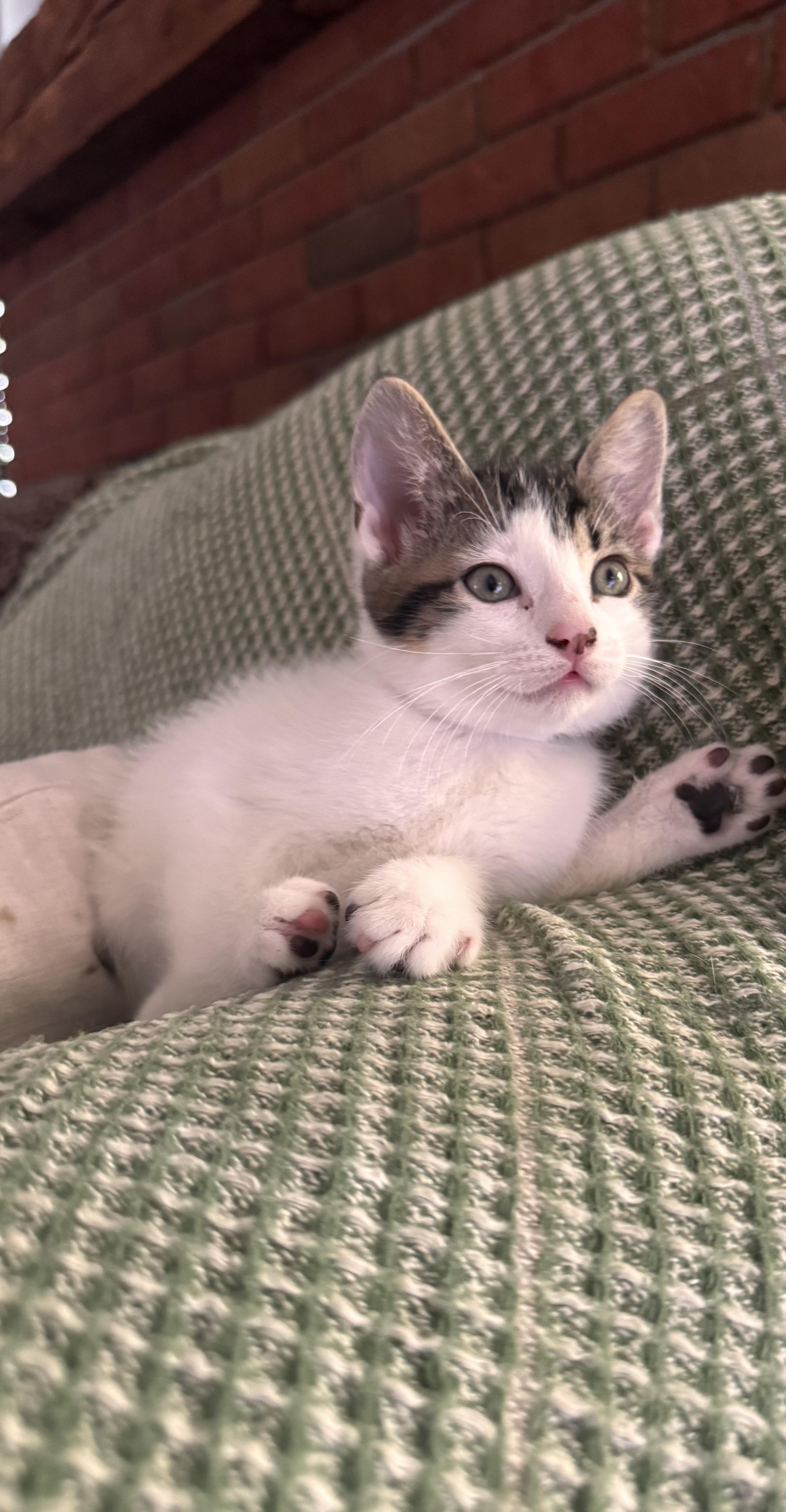 Drogon, a Adoptable Domestic Medium Hair in Ontario, NY image 3/3