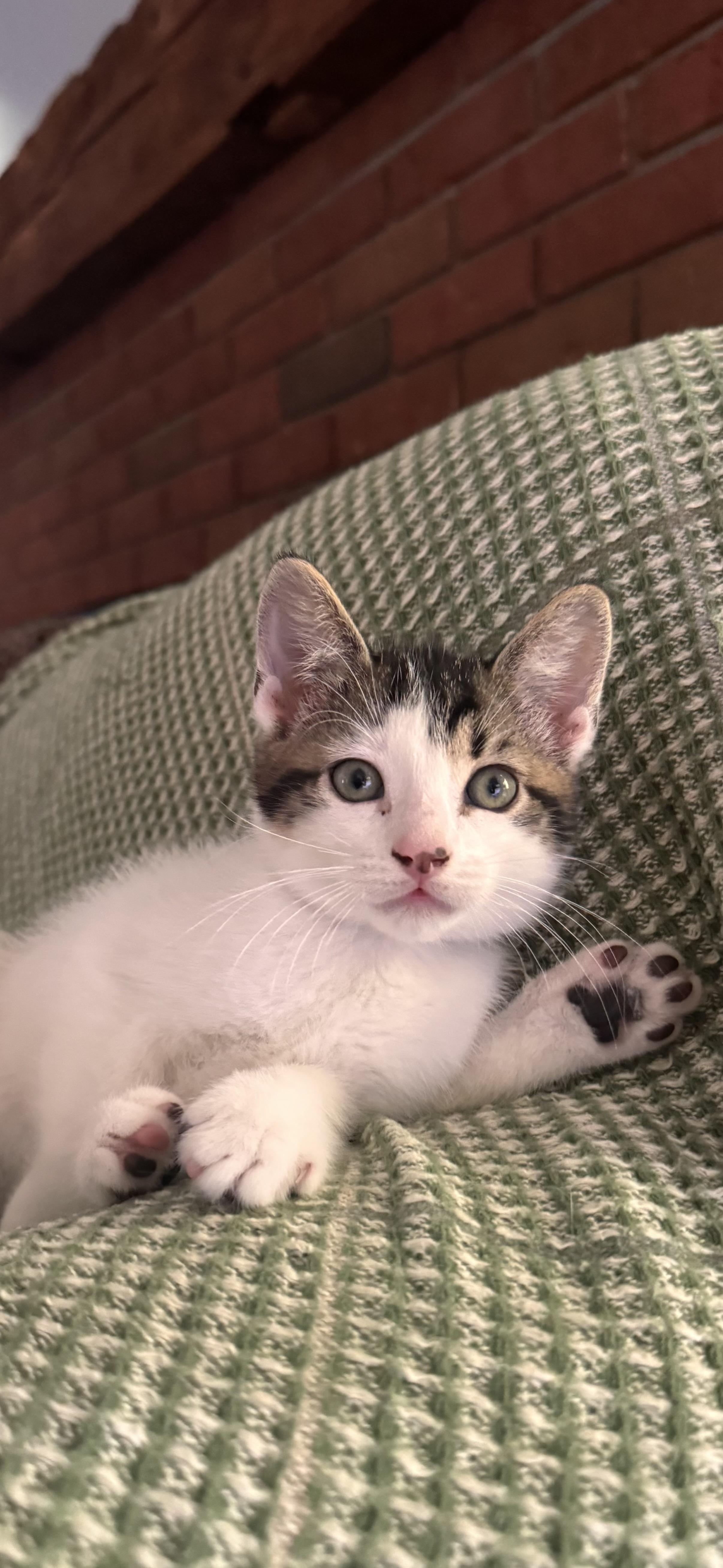 Drogon, a Adoptable Domestic Medium Hair in Ontario, NY image 2/3