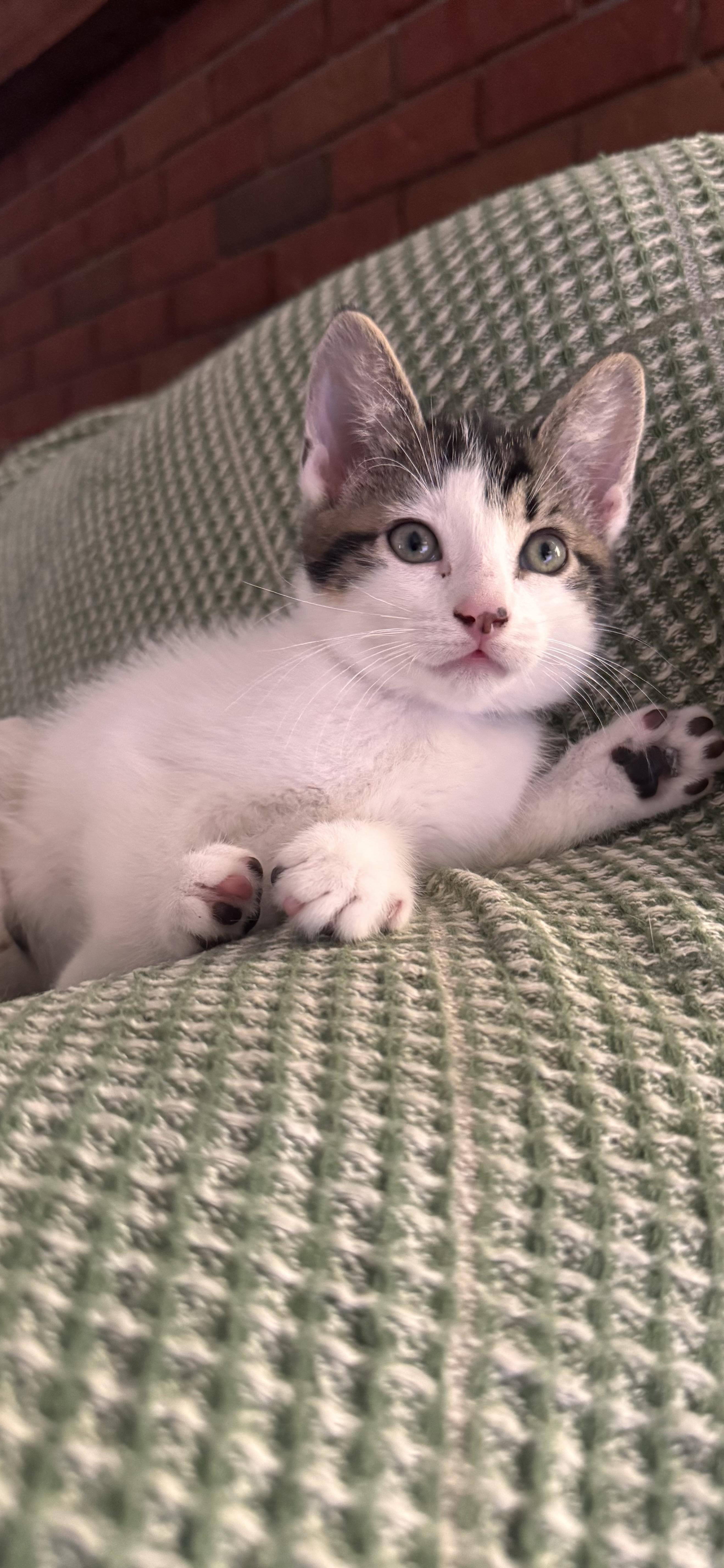 Drogon, Adoptable, Kitten Male Domestic Medium Hair.