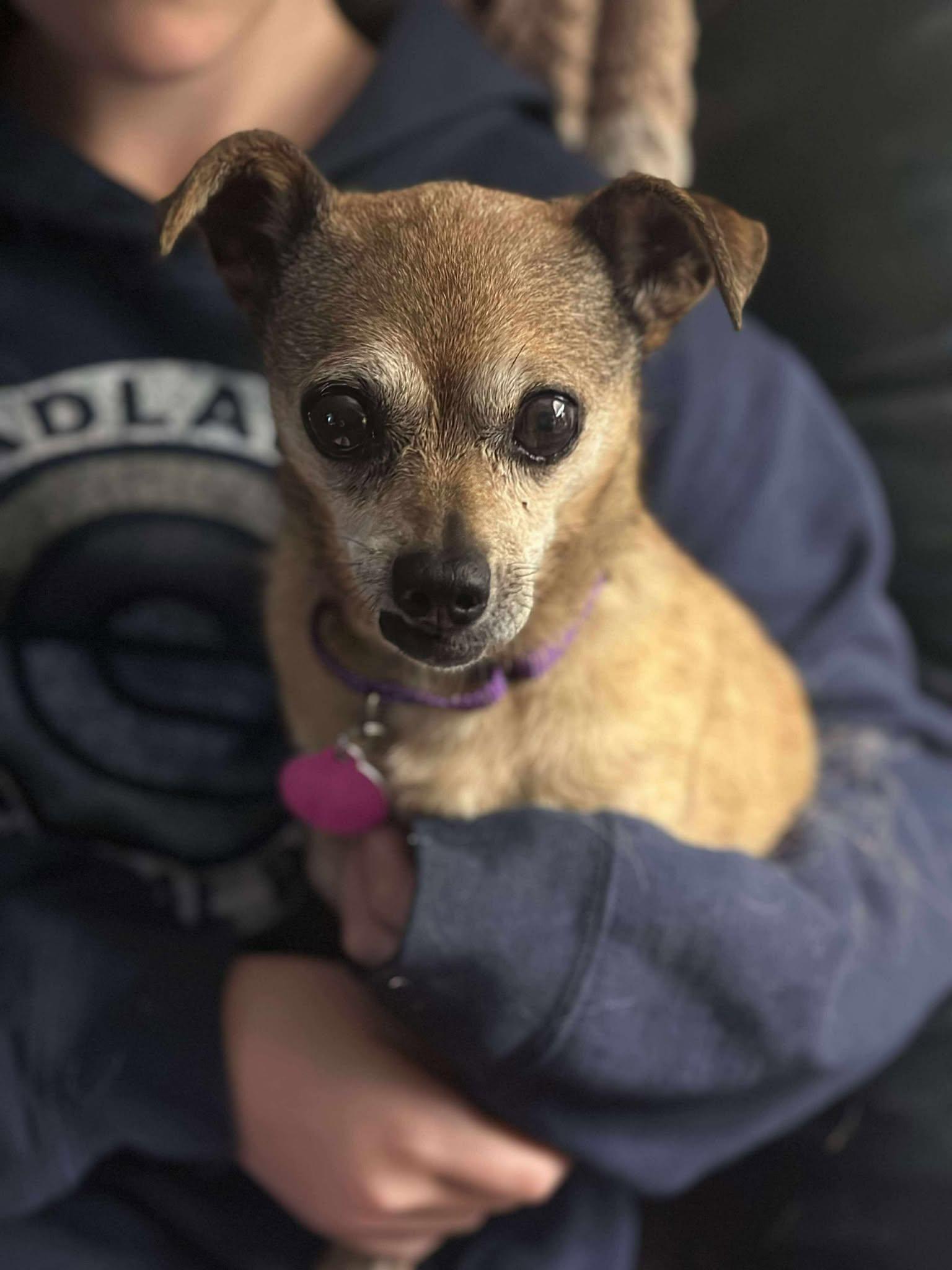 Princess, an adoptable Terrier in De Pere, WI, 54115 | Photo Image 3