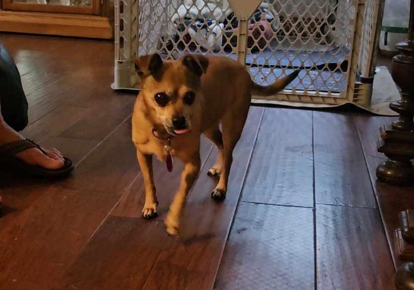 Princess, an adoptable Terrier in De Pere, WI, 54115 | Photo Image 2