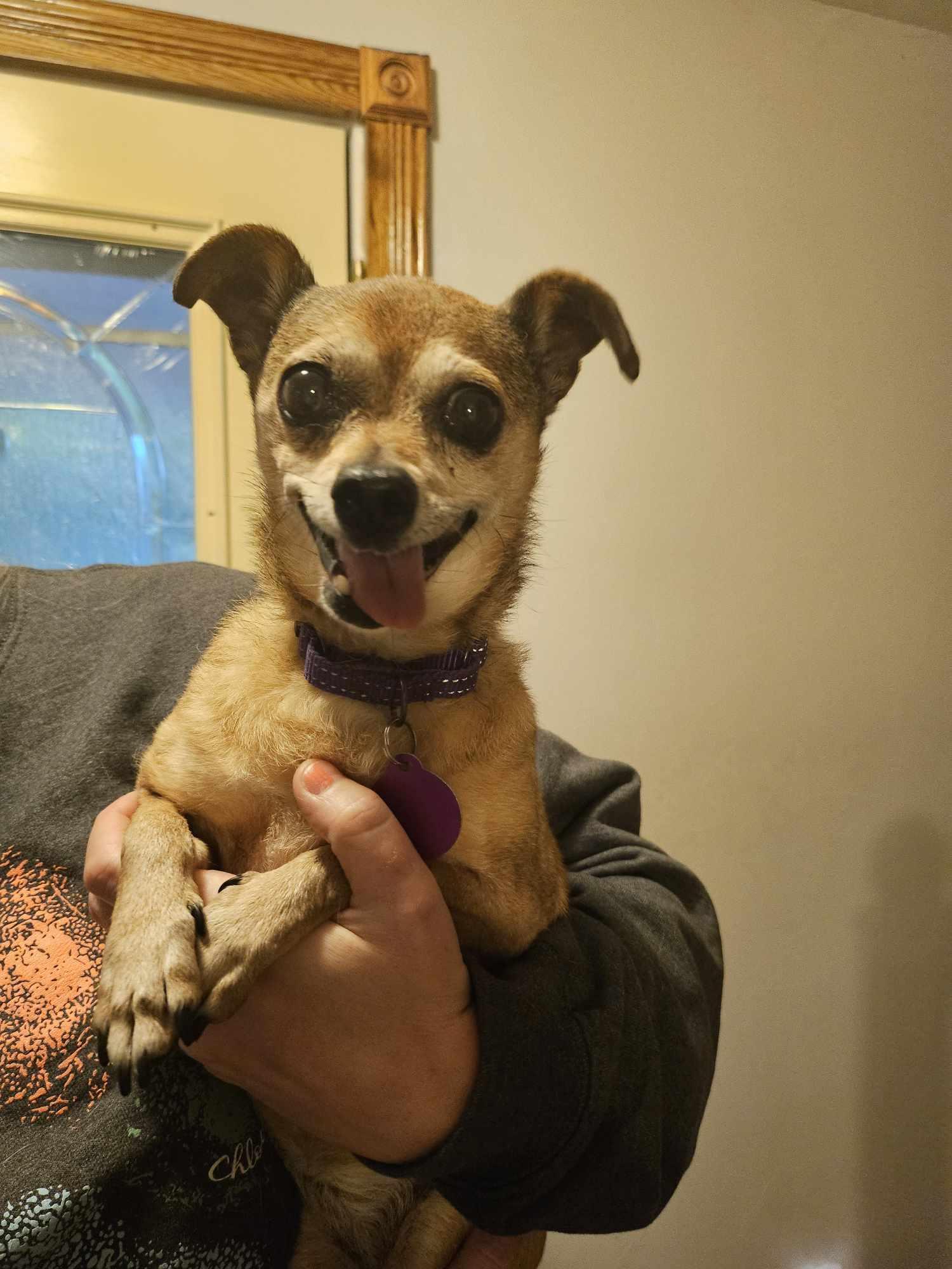 Princess, an adoptable Terrier in De Pere, WI, 54115 | Photo Image 4