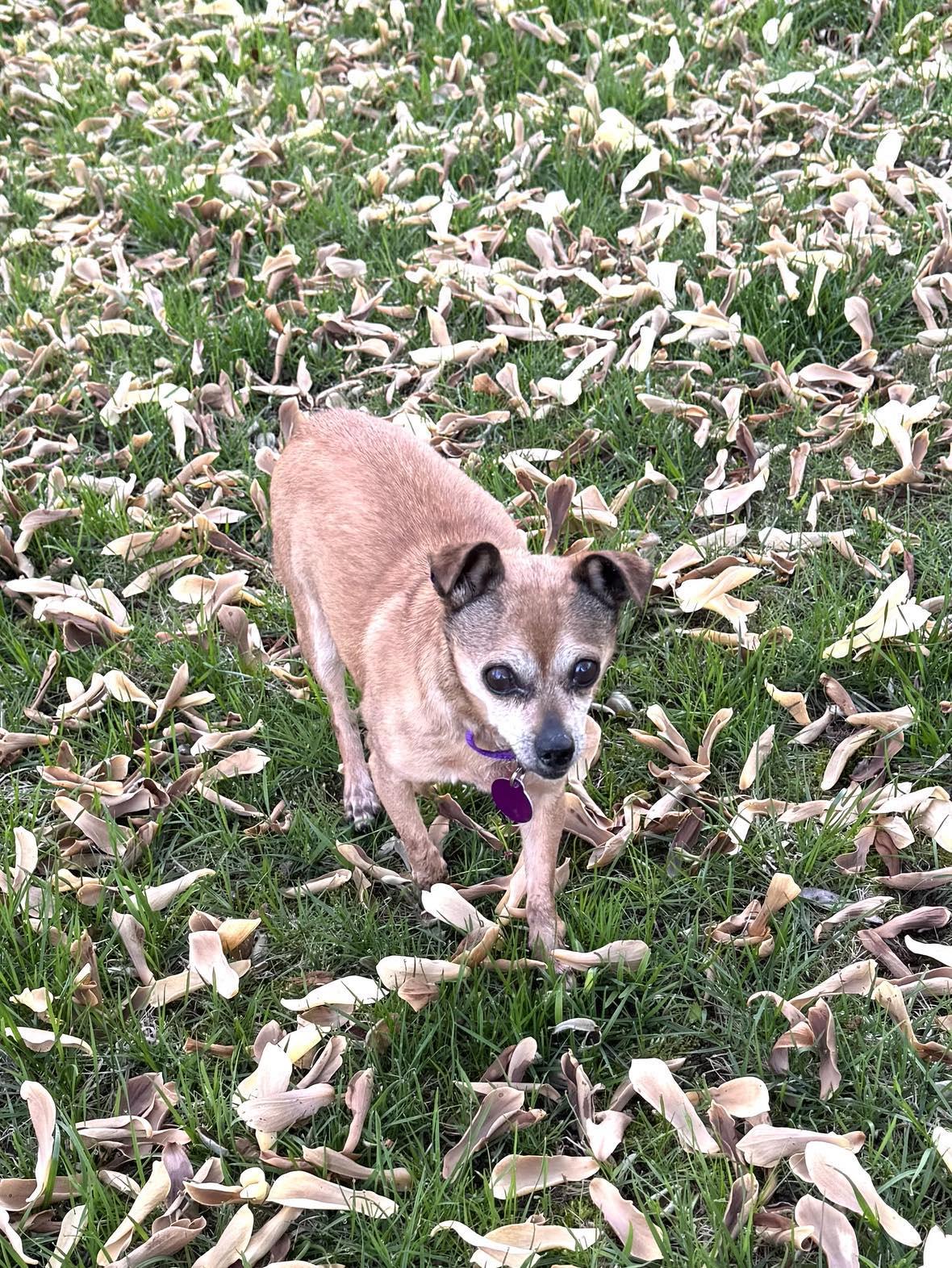 Princess, an adoptable Terrier in De Pere, WI, 54115 | Photo Image 6
