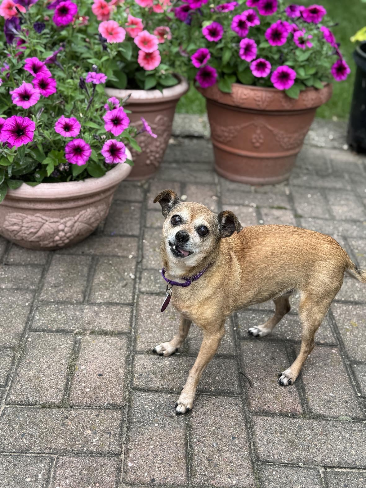Princess, an adoptable Terrier in De Pere, WI, 54115 | Photo Image 1