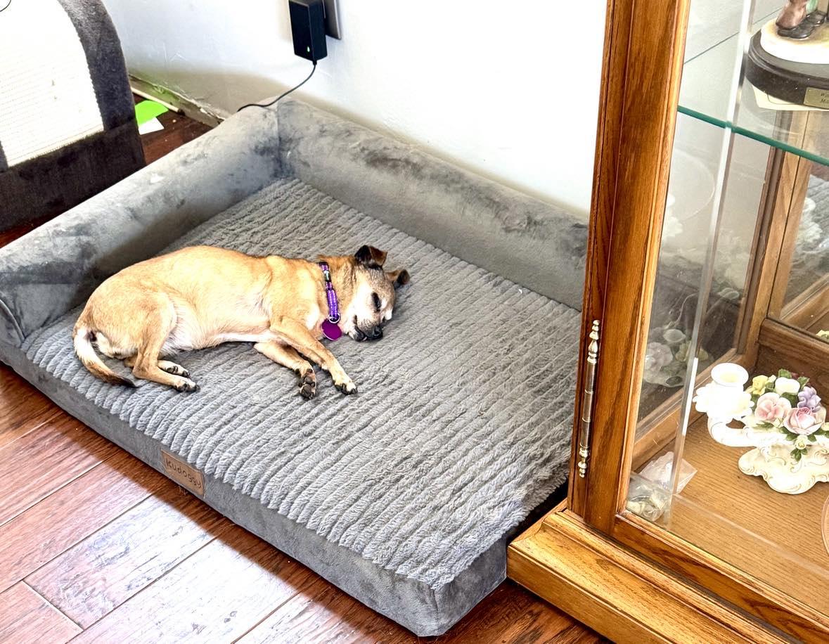 Princess, an adoptable Terrier in De Pere, WI, 54115 | Photo Image 5