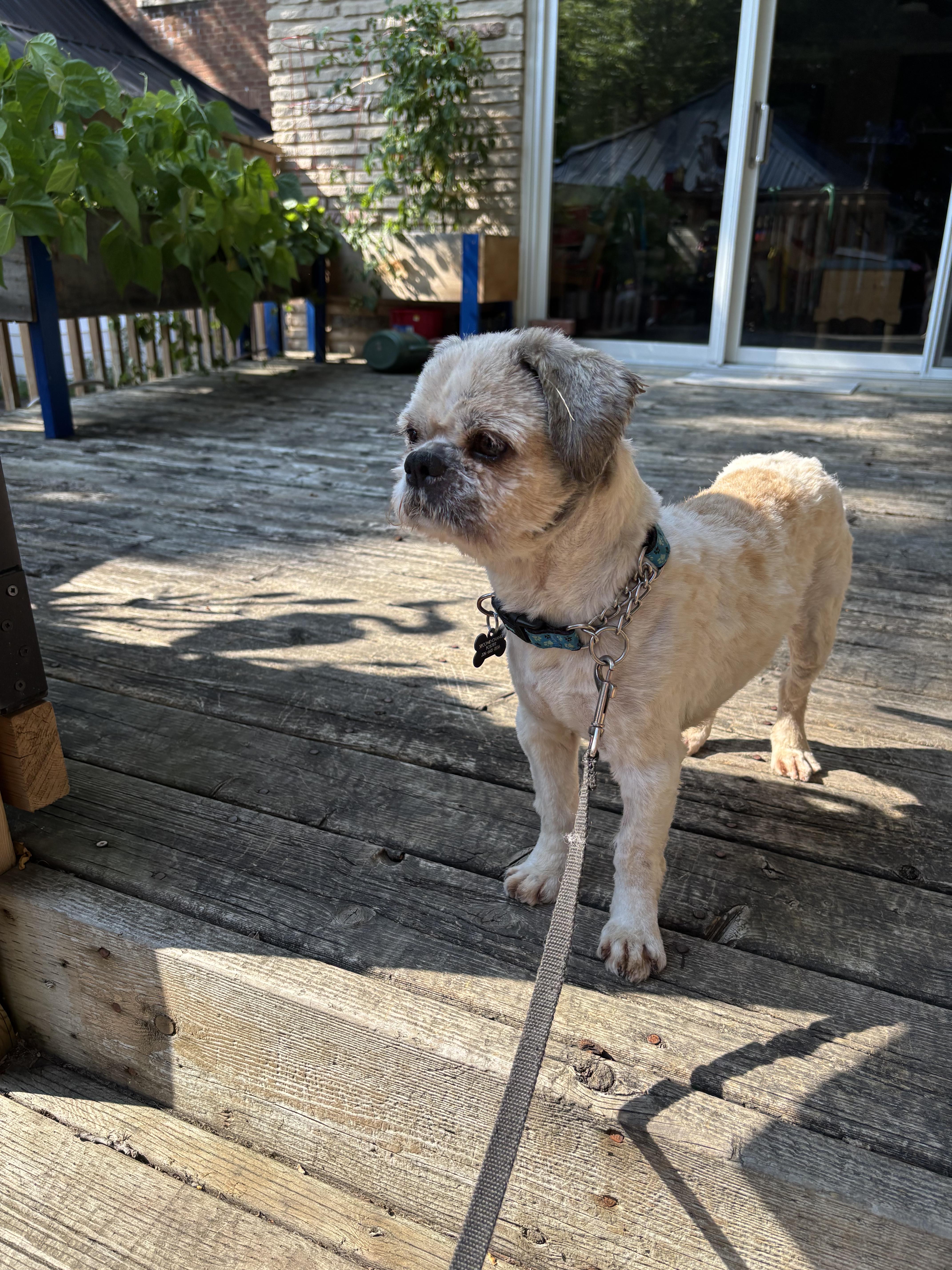 Gizmo, an adoptable Shih Tzu, Yorkshire Terrier in Owen Sound, ON, N4K 5N5 | Photo Image 3