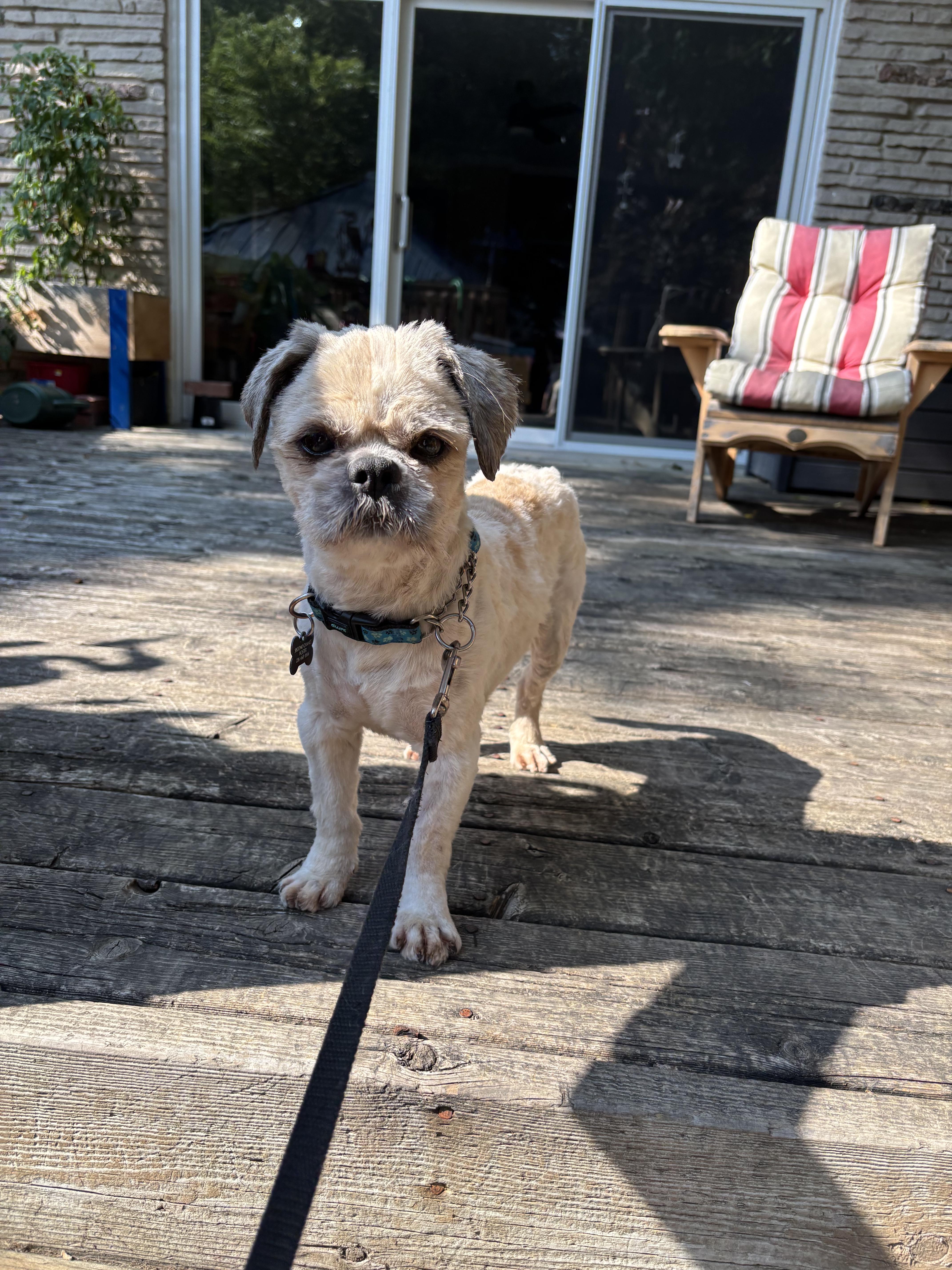 Gizmo, an adoptable Shih Tzu, Yorkshire Terrier in Owen Sound, ON, N4K 5N5 | Photo Image 2