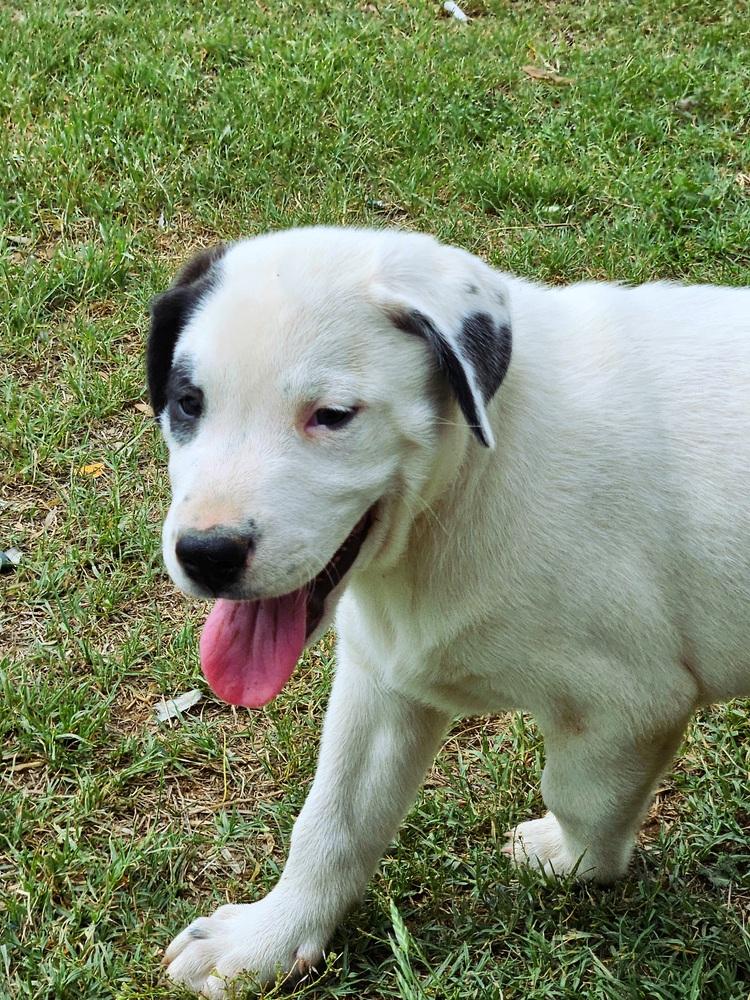 Enlarge Patch, a Adoptable mixed breed in San Antonio, TX image 1/4
