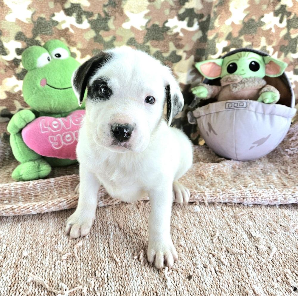 Enlarge Patch, a Adoptable mixed breed in San Antonio, TX image 2/4