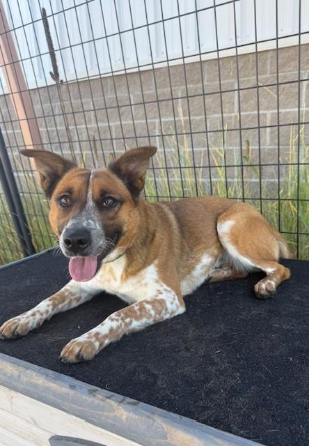 Enlarge Kasey, a Adoptable mixed breed in Granby, CO image 1/1