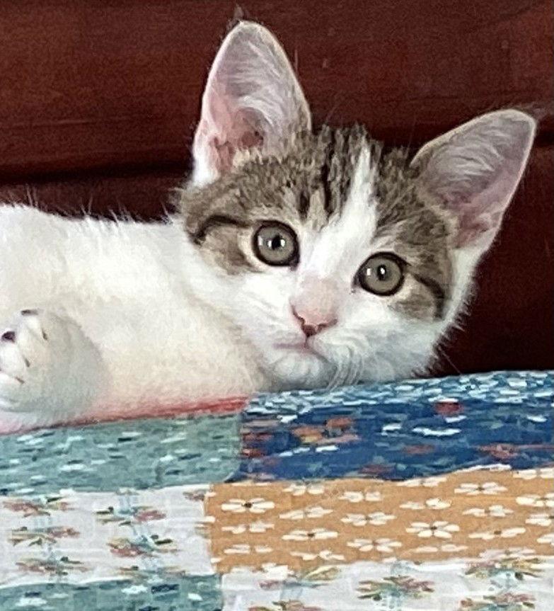 Burrito, Adoptable, Kitten Male Domestic Short Hair.