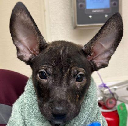 Sokka, Adoptable, Puppy Male Chihuahua & Mixed Breed.