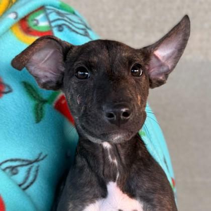 Sokka, Adoptable, Puppy Male Chihuahua & Mixed Breed.