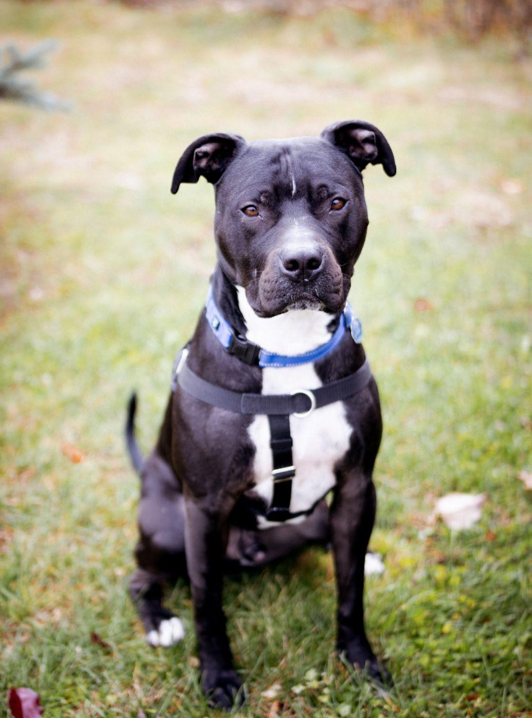 Sonny, Adoptable, Adult Male Pit Bull Terrier.