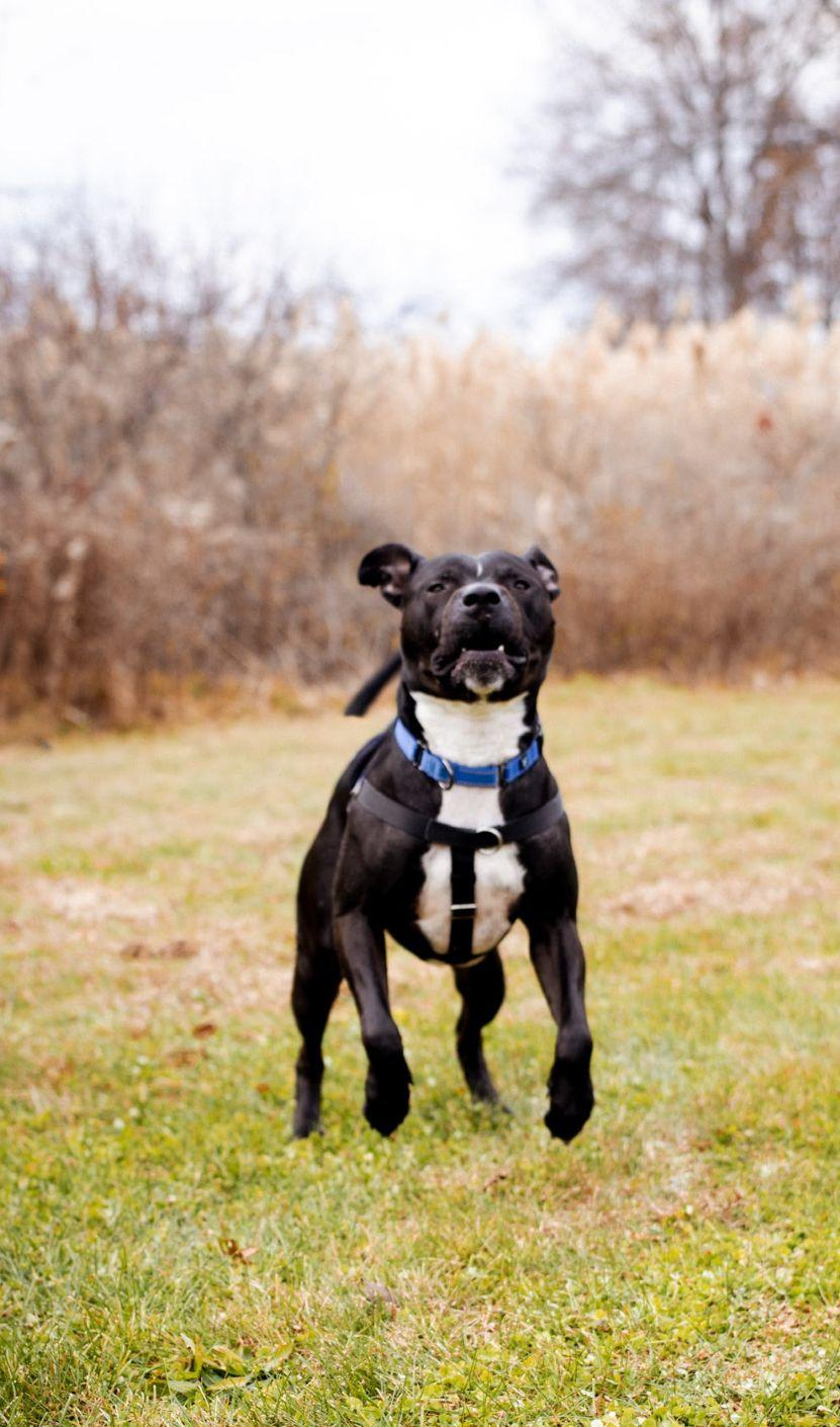 Enlarge Sonny, a Adoptable mixed breed in East Hartford, CT image 2/6