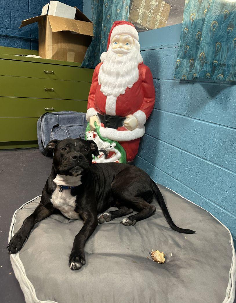 Enlarge Sonny, a Adoptable mixed breed in East Hartford, CT image 3/6