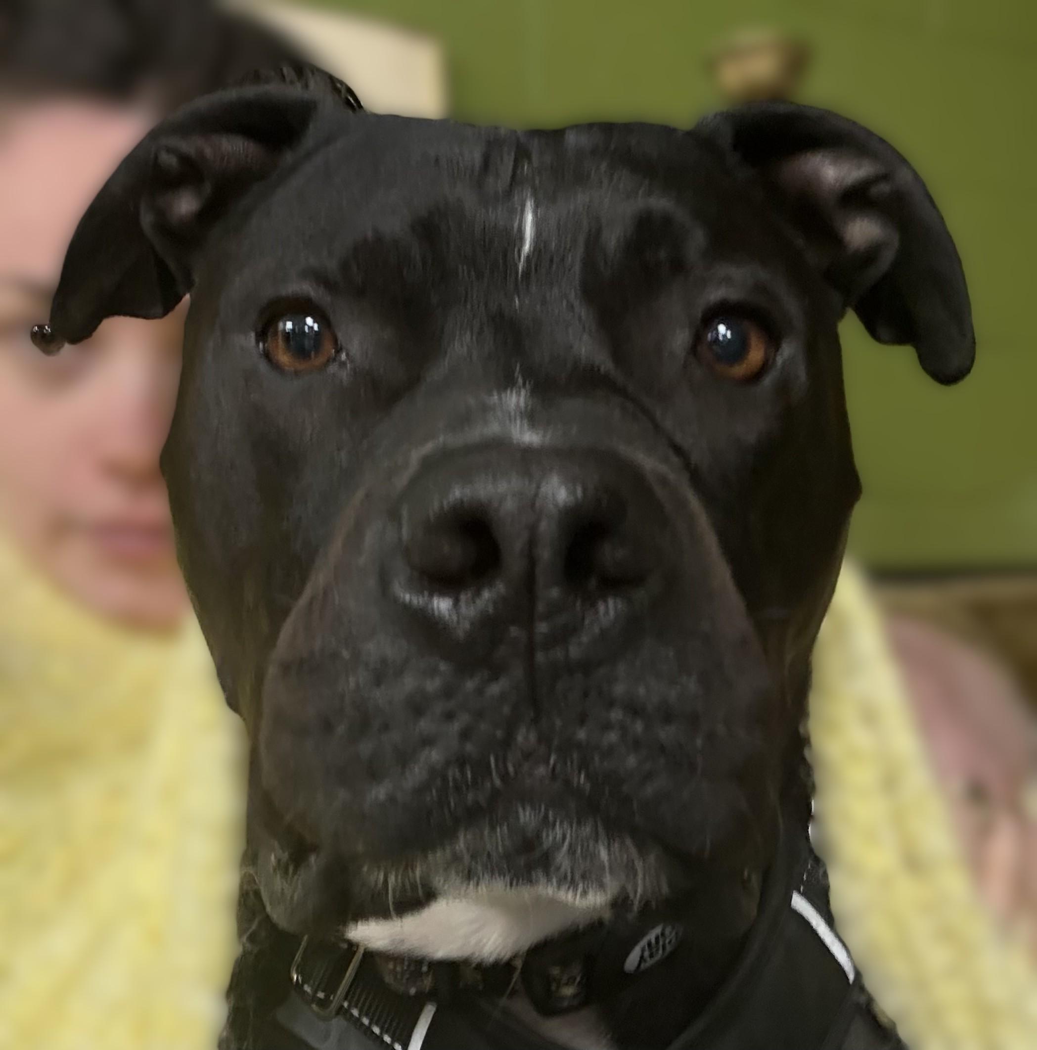 Sonny, Adoptable, Adult Male Pit Bull Terrier.
