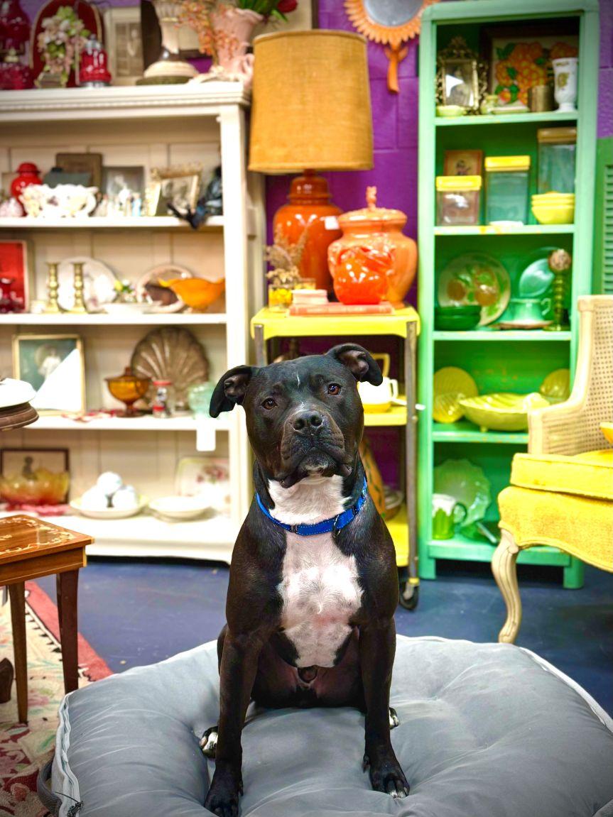 Enlarge Sonny, a Adoptable mixed breed in East Hartford, CT image 4/6