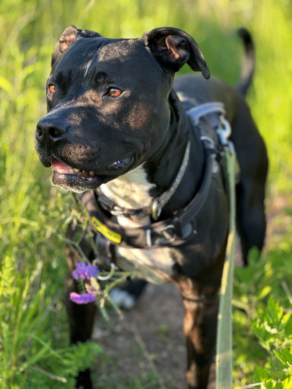 Sonny, a Adoptable mixed breed in East Hartford, CT image 2/6