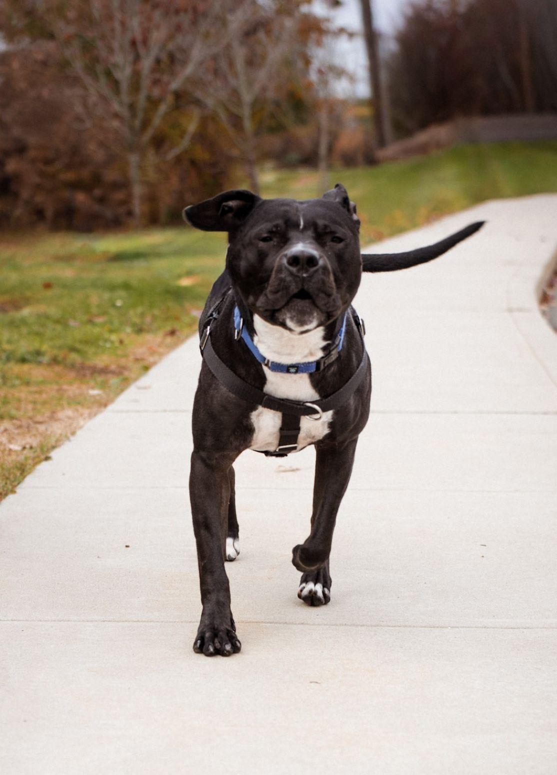 Enlarge Sonny, a Adoptable mixed breed in East Hartford, CT image 5/6