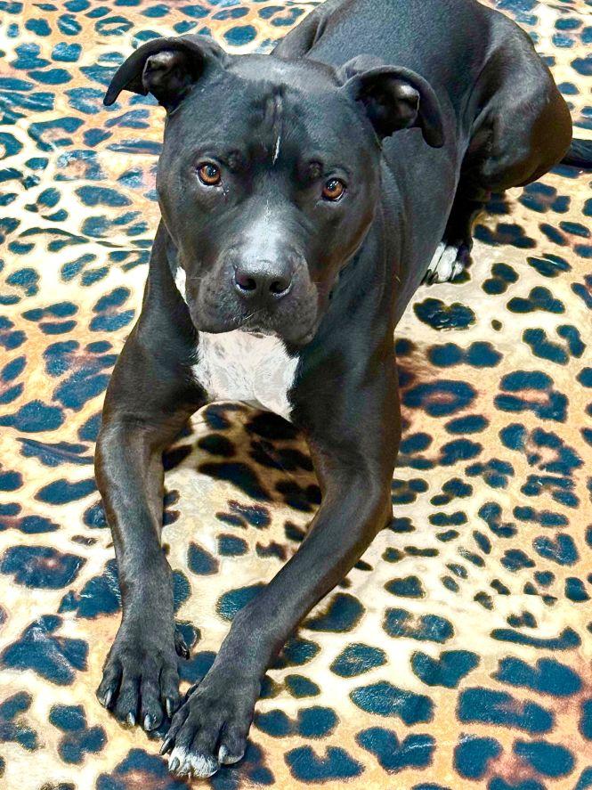 Sonny, a Adoptable mixed breed in East Hartford, CT image 3/6