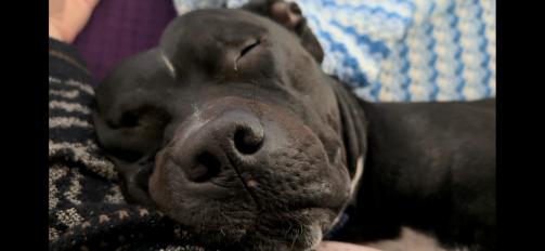 Enlarge Sonny, a Adoptable mixed breed in East Hartford, CT image 6/6