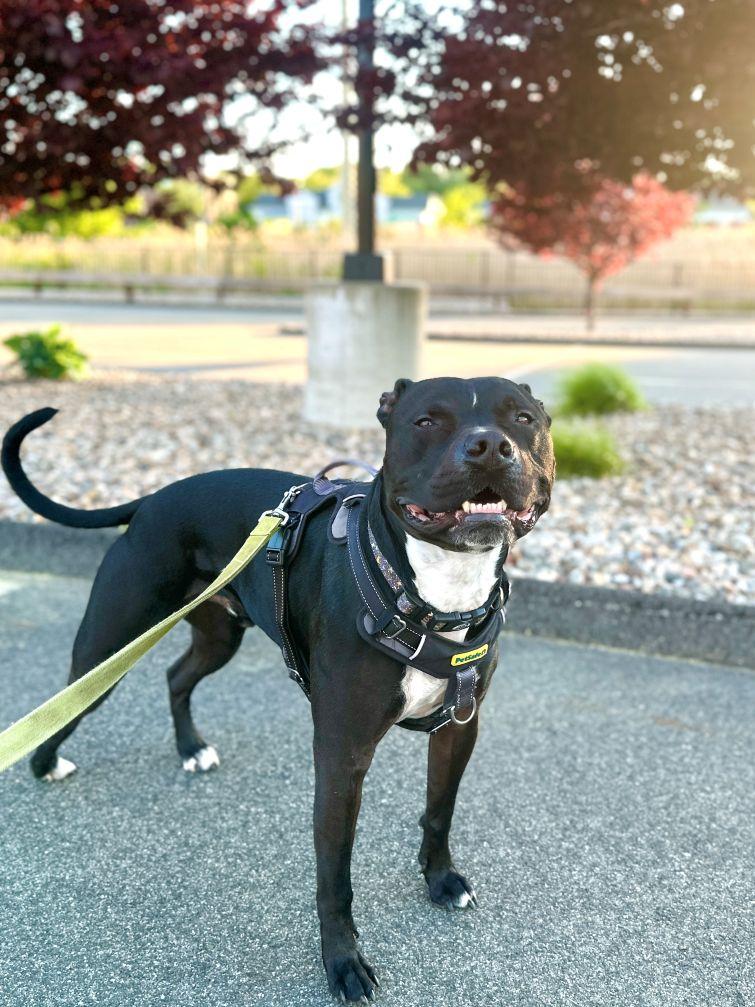 Sonny, a Adoptable mixed breed in East Hartford, CT image 4/6