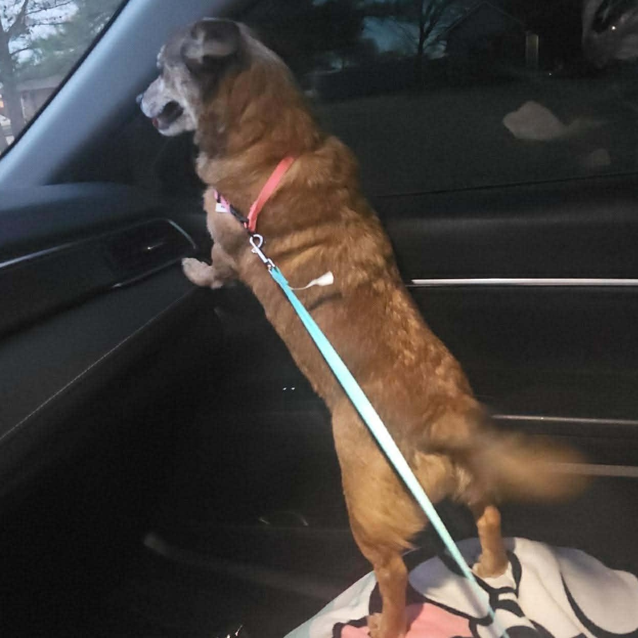 Enlarge Lucy, an adopted mixed breed in Oklahoma City, OK image 3/4