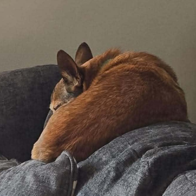 Enlarge Lucy, an adopted mixed breed in Oklahoma City, OK image 4/4