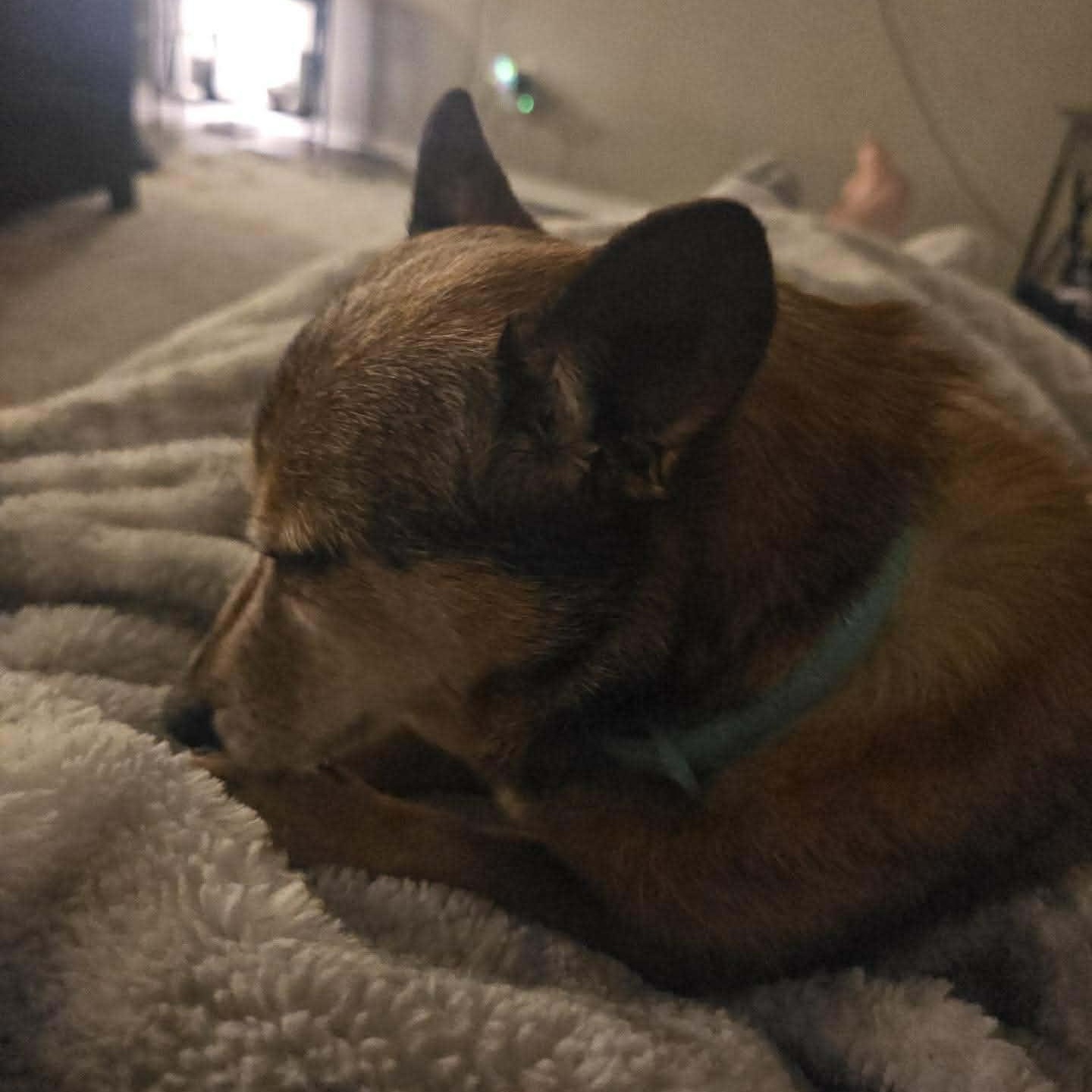 Enlarge Lucy, an adopted mixed breed in Oklahoma City, OK image 2/4