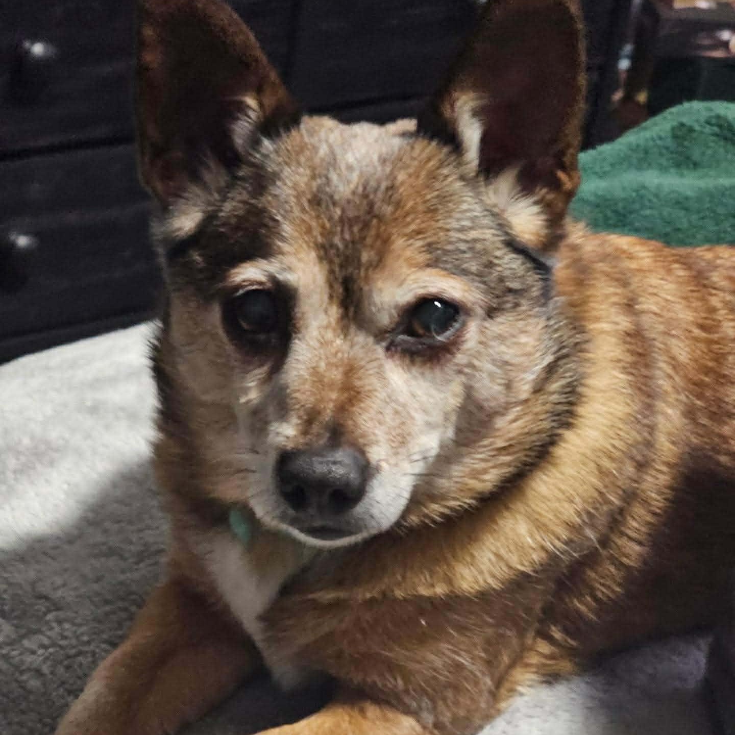 Enlarge Lucy, an adopted mixed breed in Oklahoma City, OK image 1/4