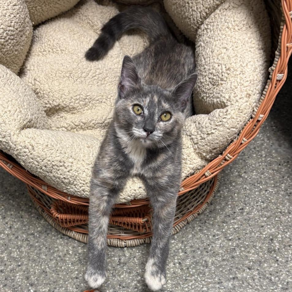 Enlarge Opal, a Adoptable American Shorthair in Blue Ridge, GA image 1/4